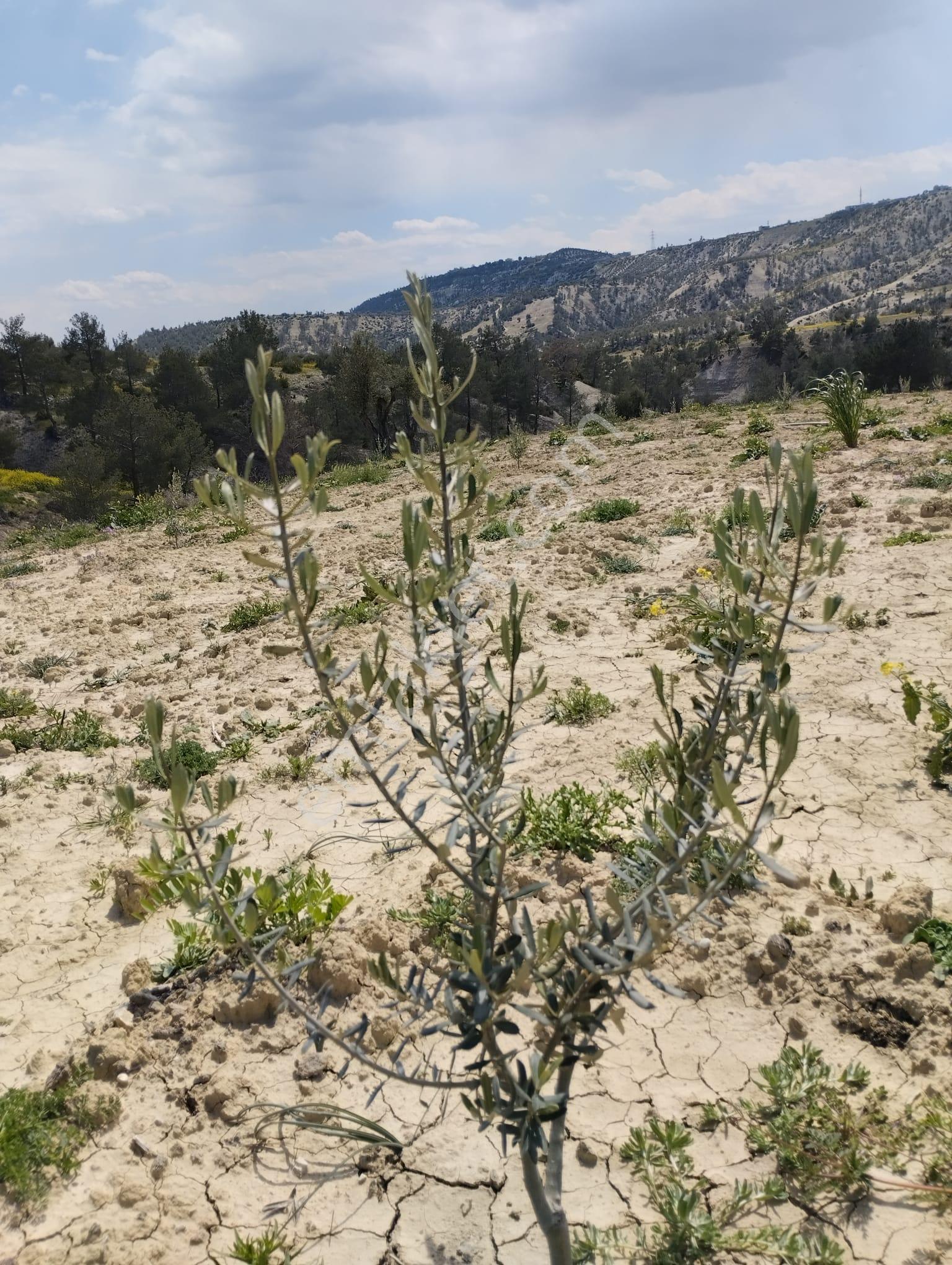 Mersin Mut Zeytin Bahçesi, 3 Tarafı Orman - Görsel 5