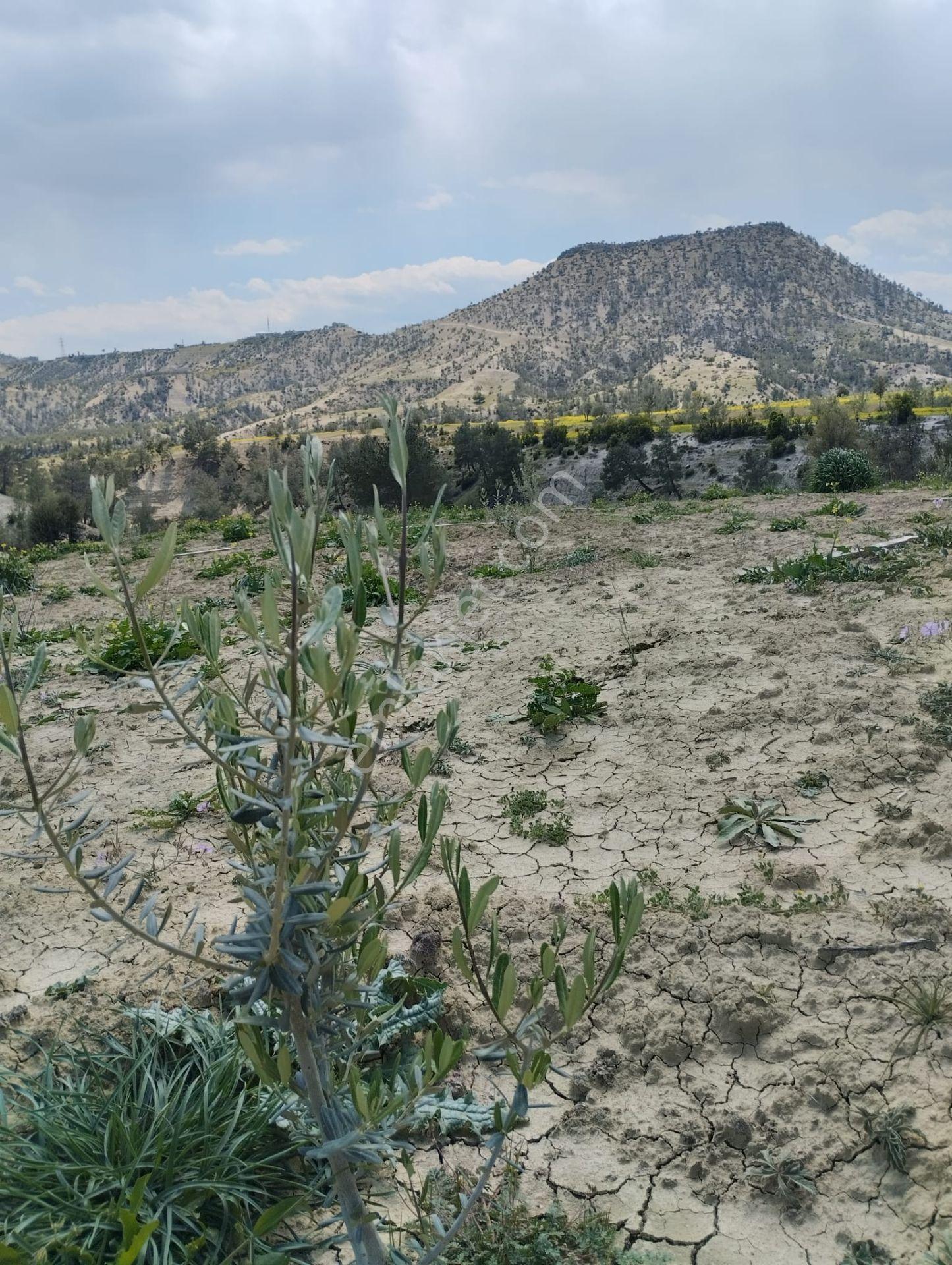 Mersin Mut Zeytin Bahçesi, 3 Tarafı Orman - Görsel 13