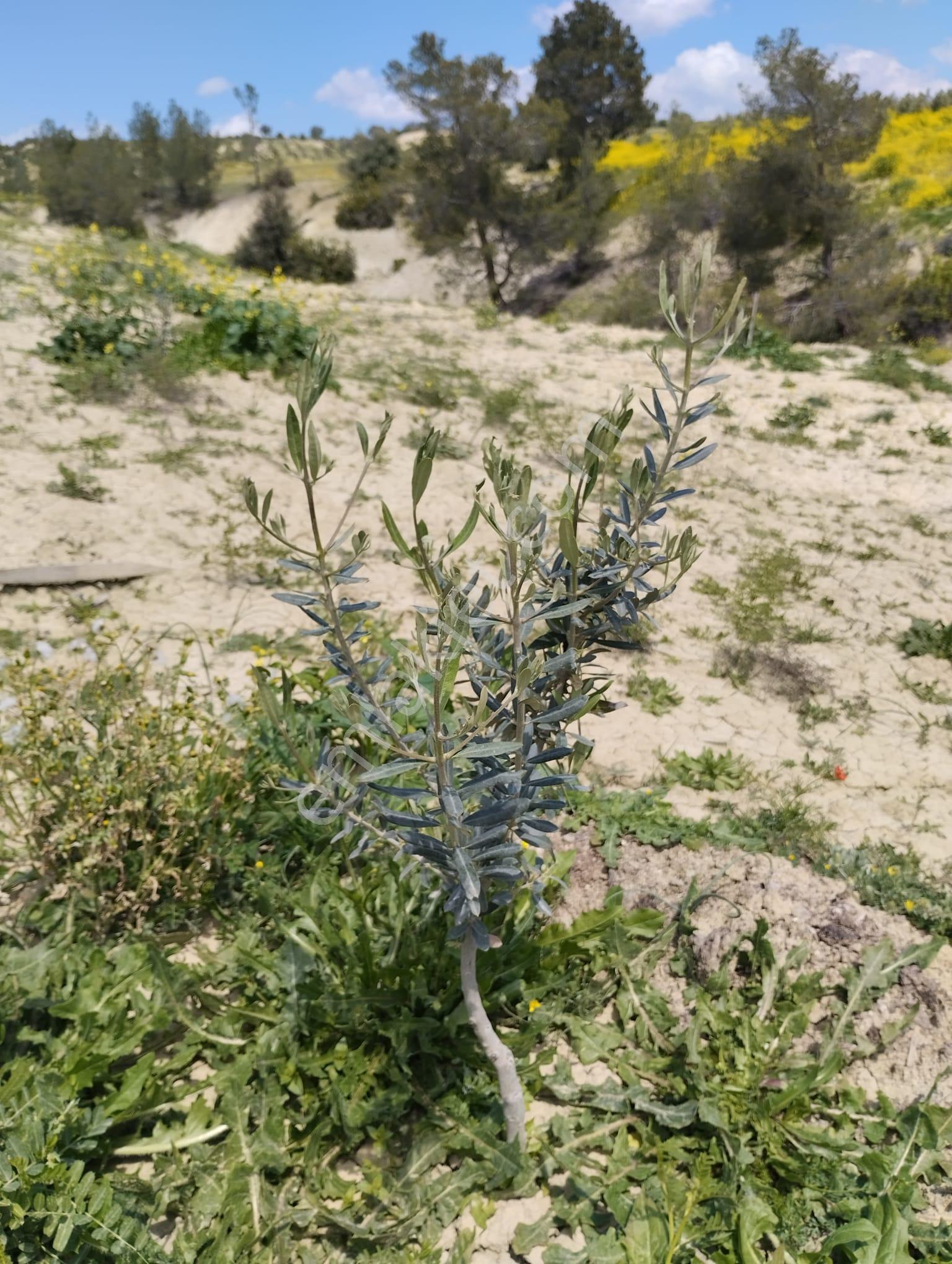 Mersin Mut Zeytin Bahçesi, 3 Tarafı Orman - Görsel 10