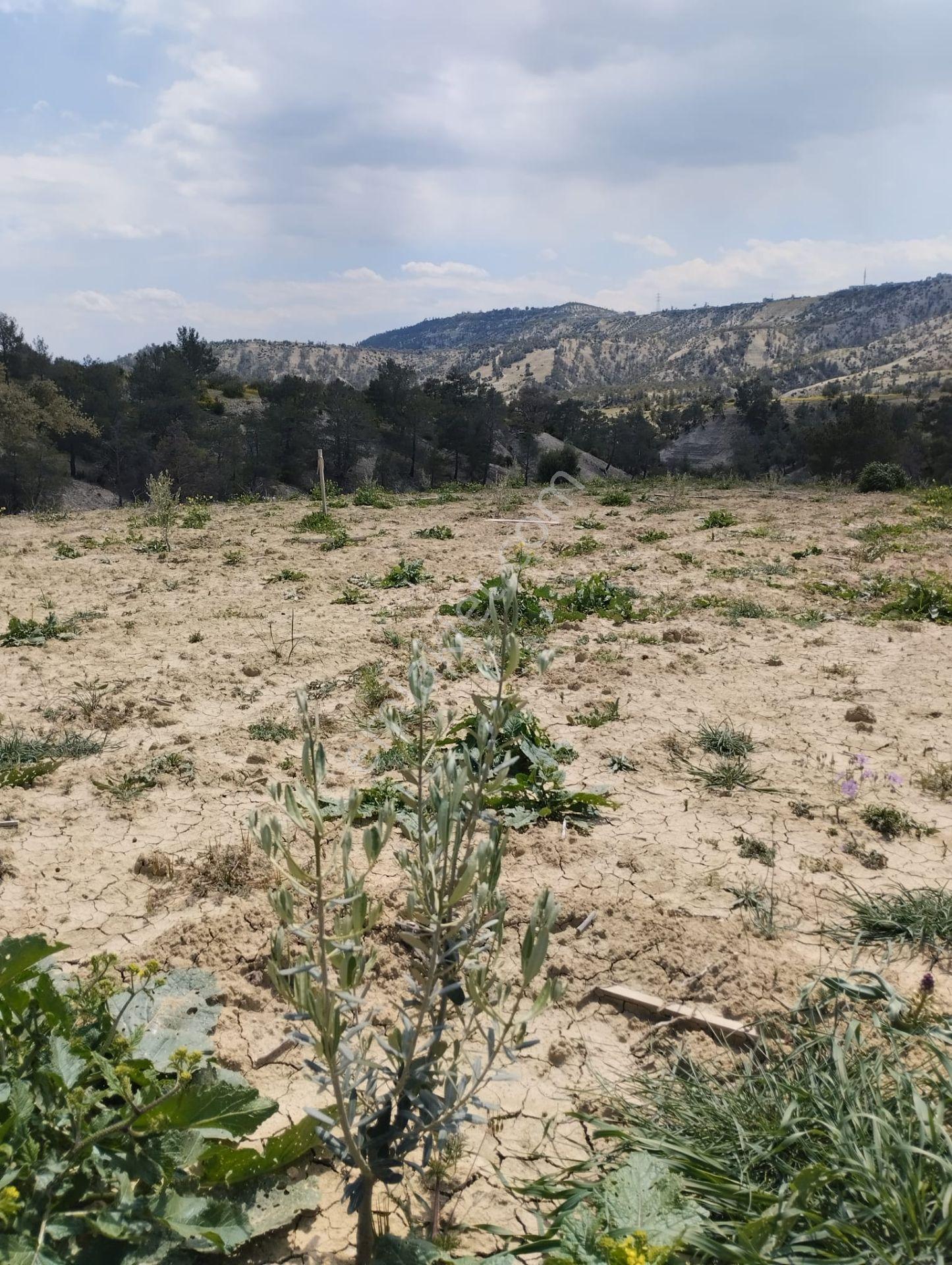Mersin Mut Zeytin Bahçesi, 3 Tarafı Orman - Görsel 6