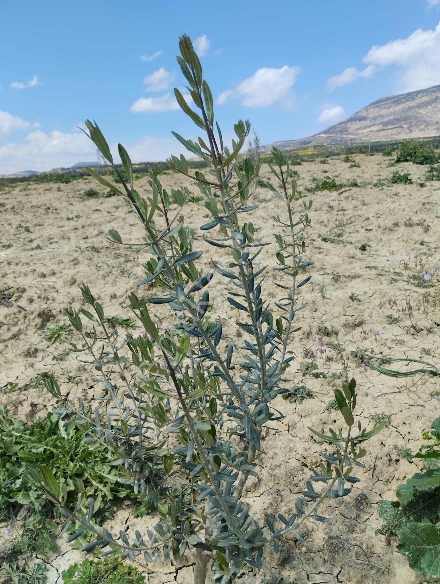 Mersin Mut Zeytin Bahçesi, 3 Tarafı Orman - Görsel 11