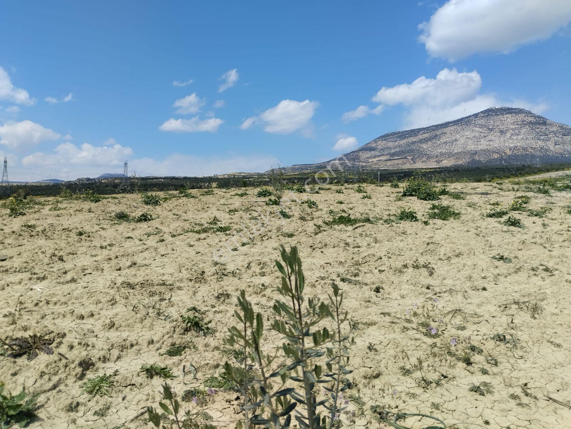 Mersin Mut Zeytin Bahçesi, 3 Tarafı Orman - Görsel 12