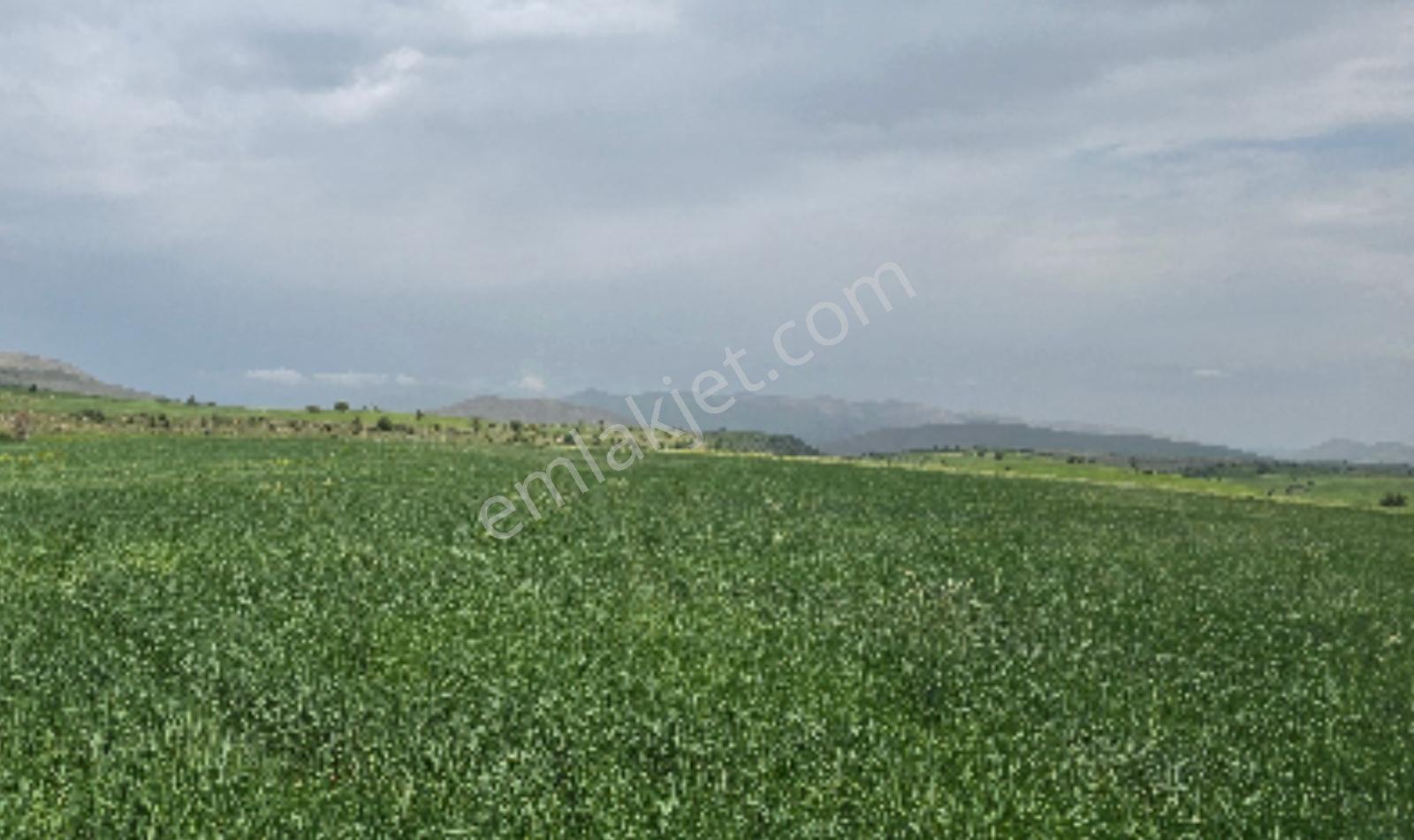 Erciyes'te, Develi'de 774 M² Bahçe - İstanbul'da Tapu Teslim - Görsel 7