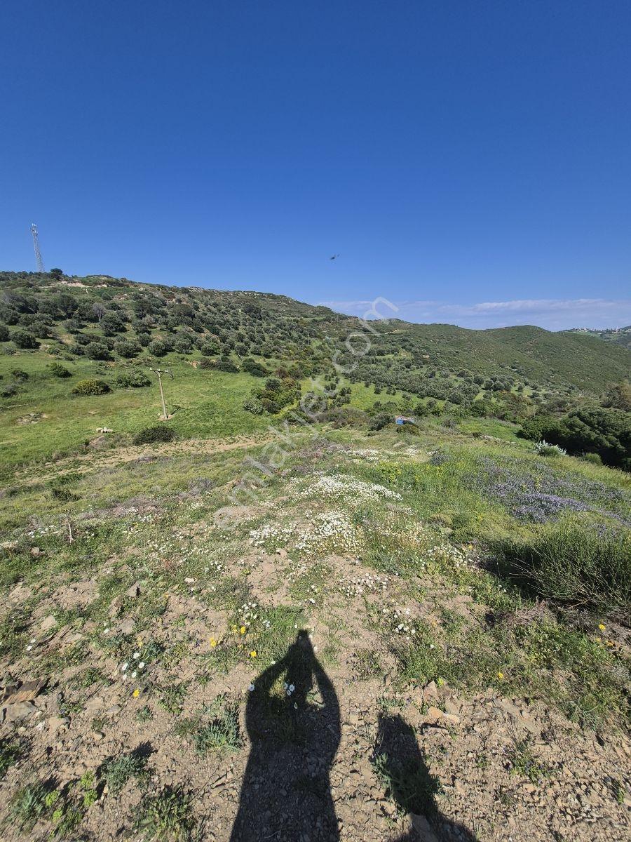 İzmir Karaburun Hassekide 8247m2 Yol Cepheli Arazi - Görsel 8