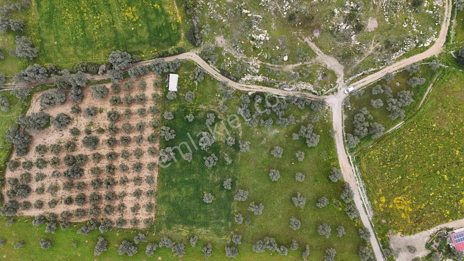Yatırım Fırsatı 2.900m2 Zeytinli Tarla - Görsel 5
