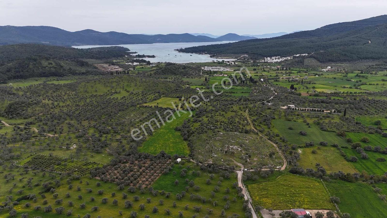 Yatırım Fırsatı 2.900m2 Zeytinli Tarla - Görsel 3