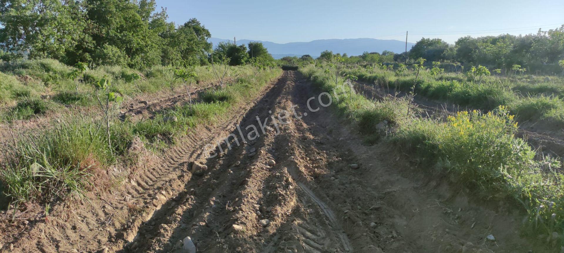 Lider'den Kuyucak Gencellide 4760 M2 Satılık İncir Bahçesi - Görsel 25
