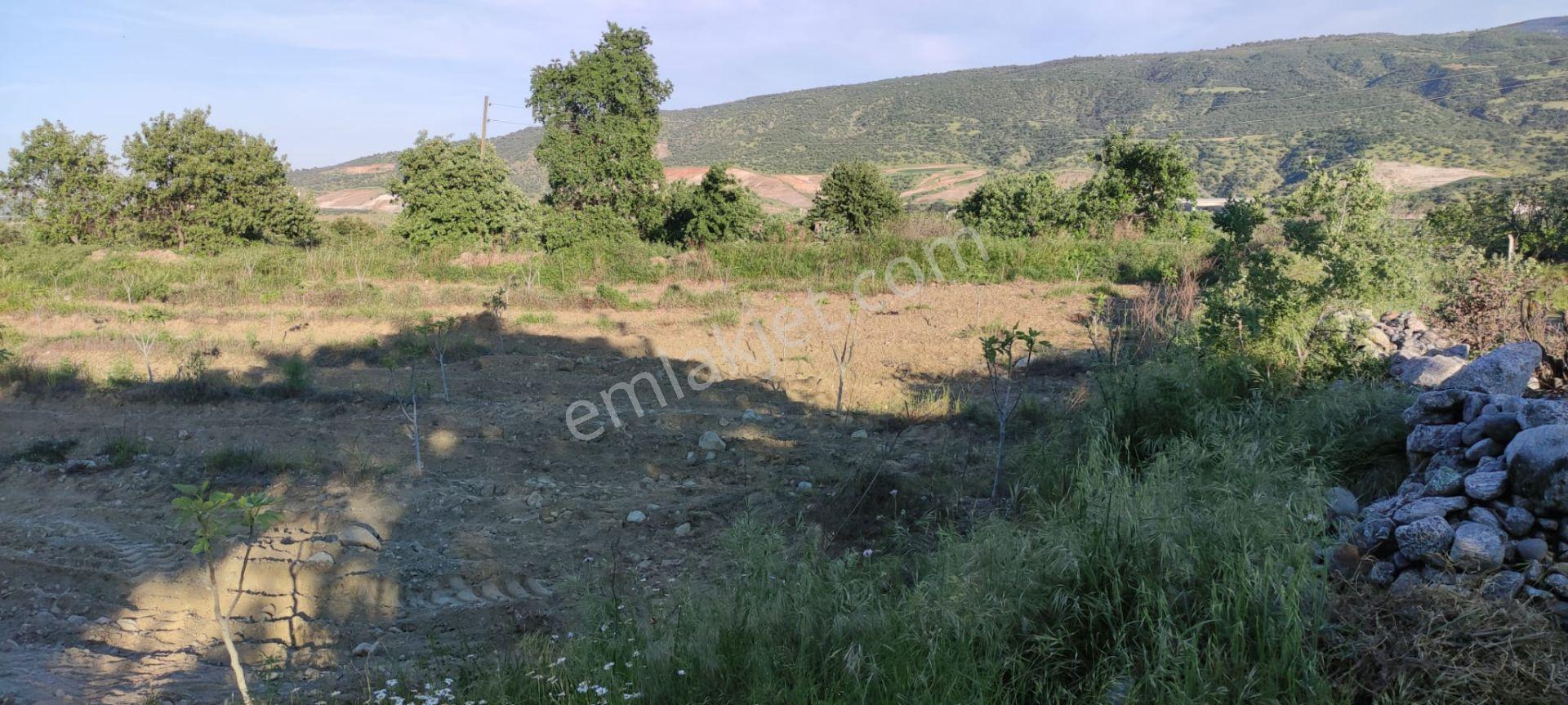 Lider'den Kuyucak Gencellide 4760 M2 Satılık İncir Bahçesi - Görsel 15