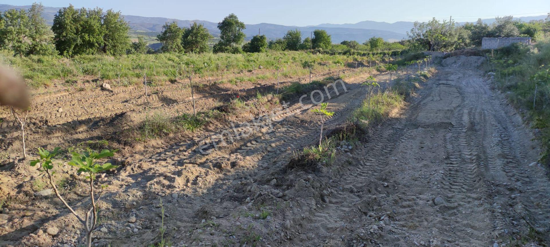 Lider'den Kuyucak Gencellide 4760 M2 Satılık İncir Bahçesi - Görsel 6