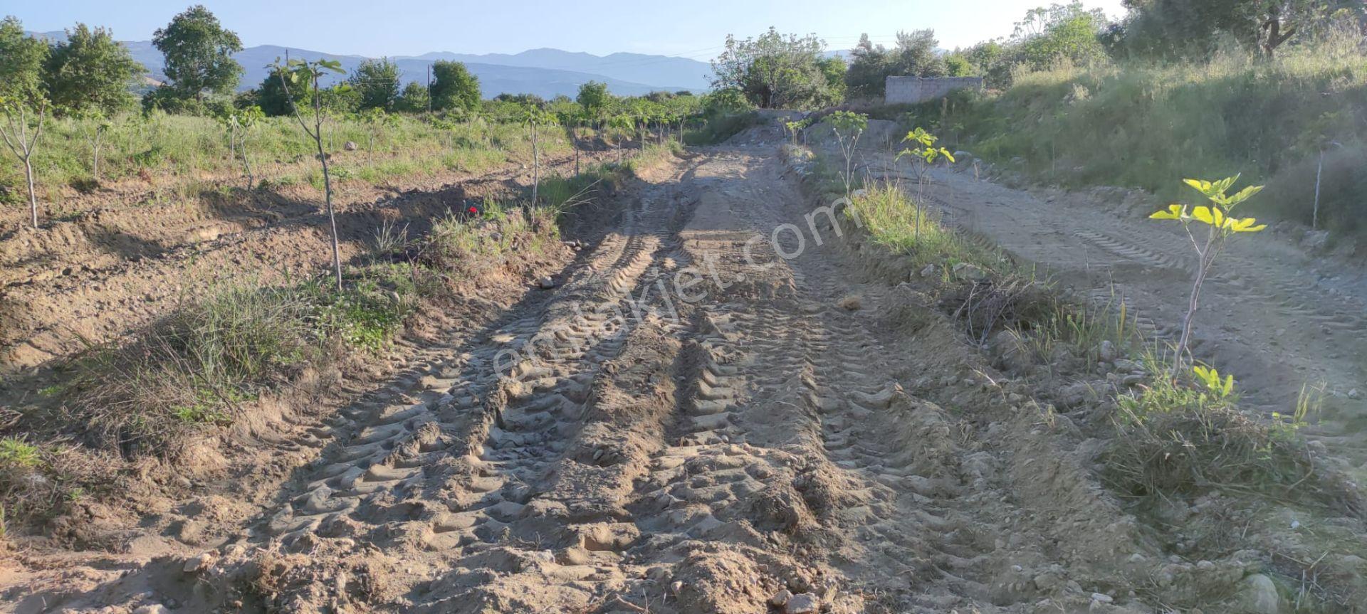 Lider'den Kuyucak Gencellide 4760 M2 Satılık İncir Bahçesi - Görsel 14