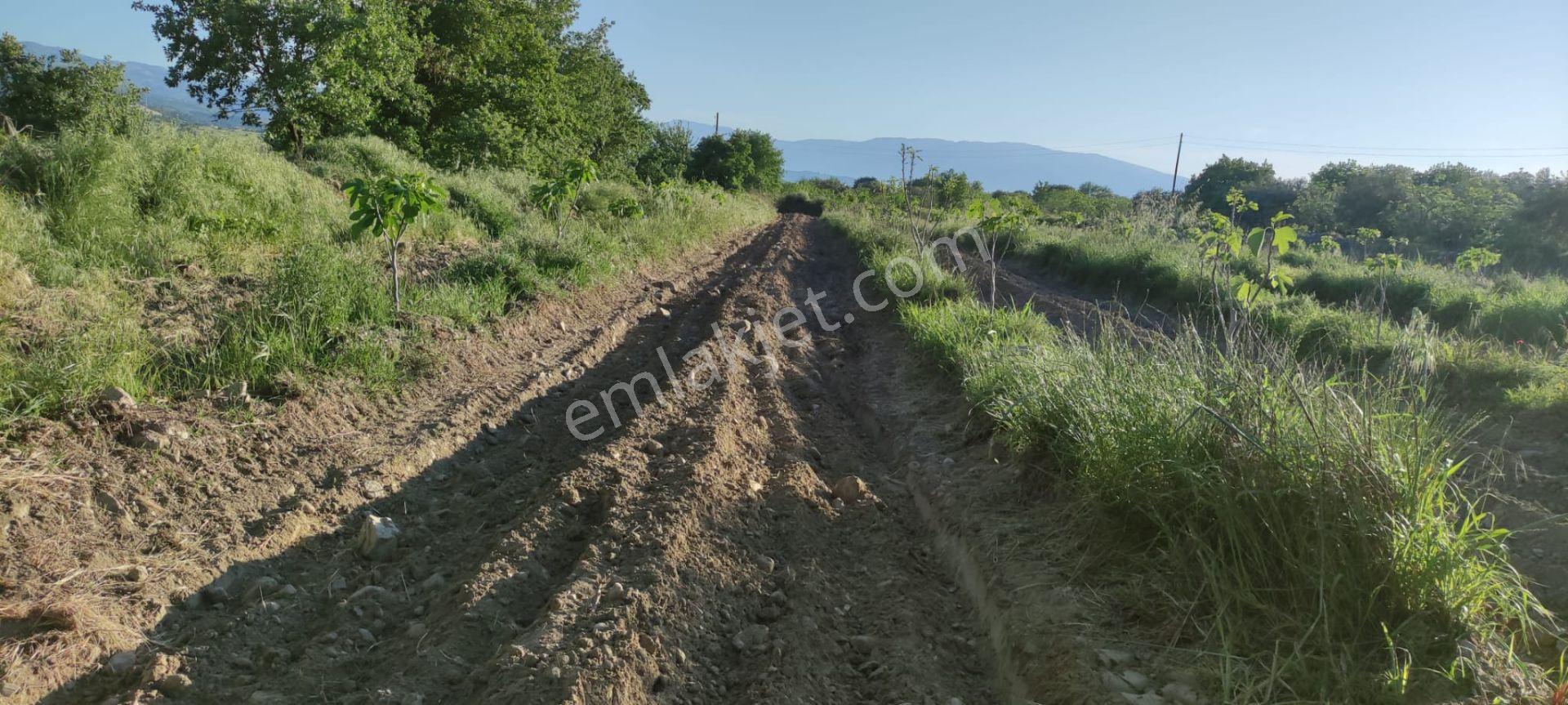 Lider'den Kuyucak Gencellide 4760 M2 Satılık İncir Bahçesi - Görsel 16