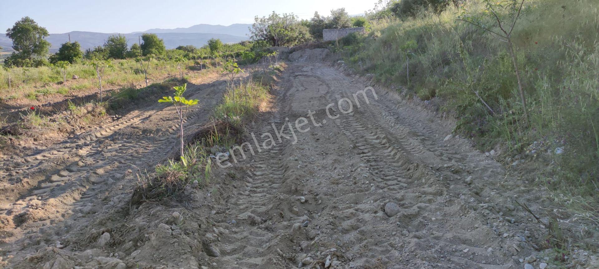 Lider'den Kuyucak Gencellide 4760 M2 Satılık İncir Bahçesi - Görsel 7