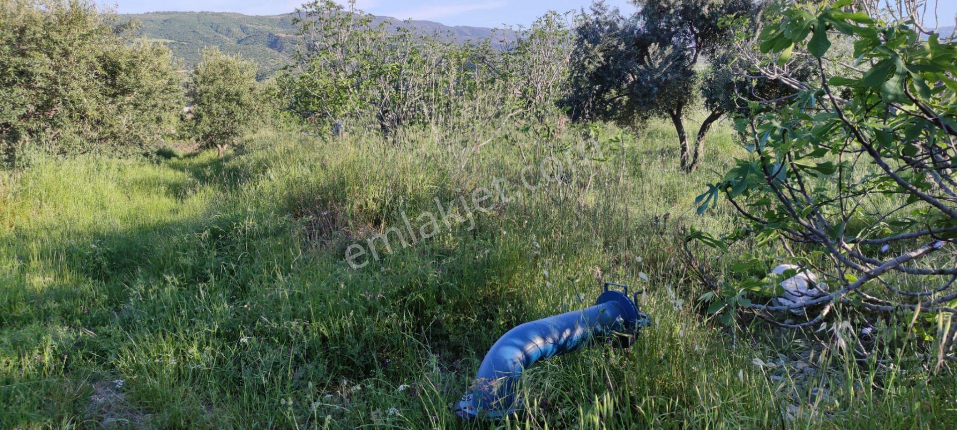 Lider'den Kuyucak Gencellide 4760 M2 Satılık İncir Bahçesi - Görsel 21