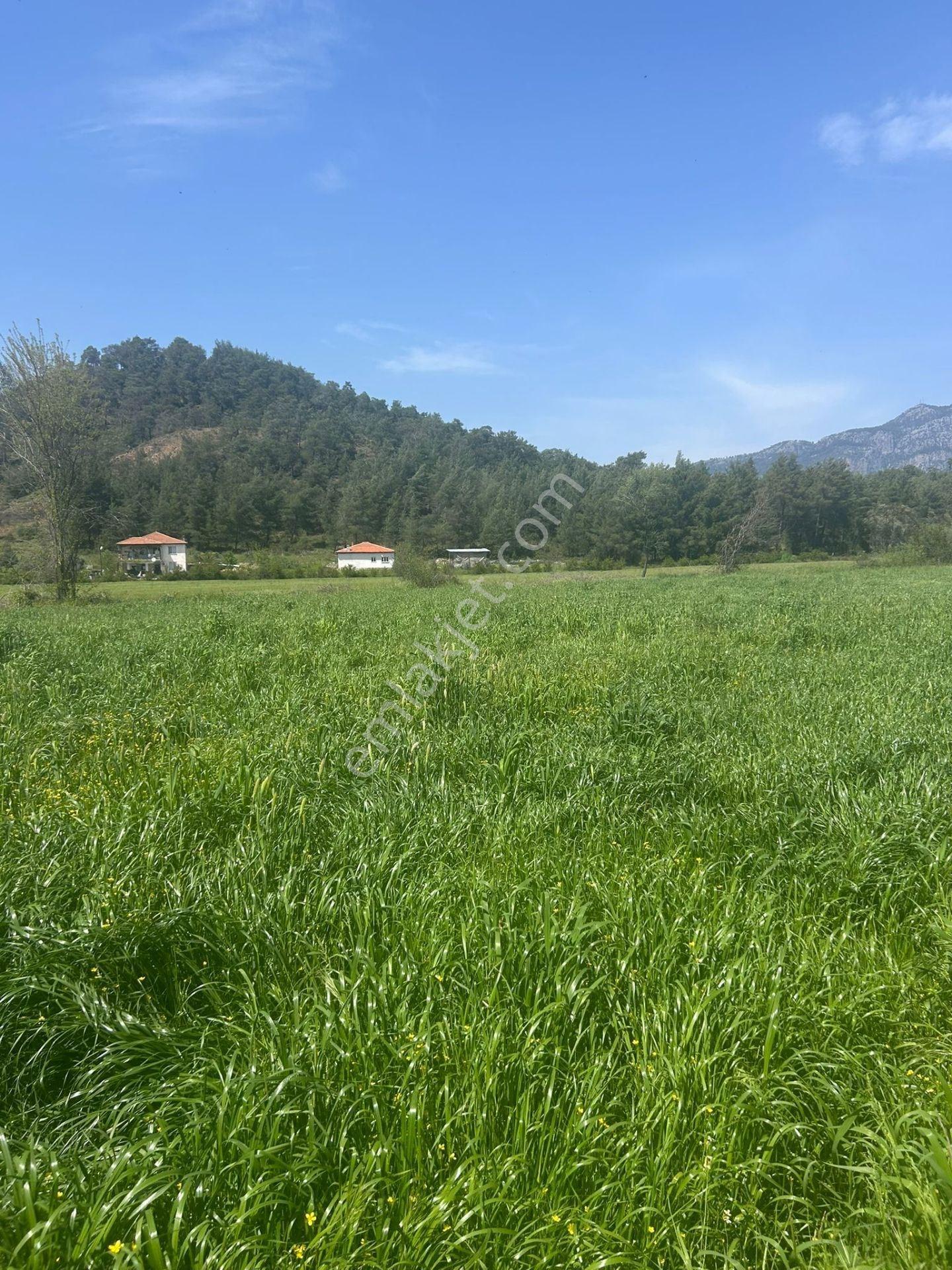 Muğla Köyceğiz Beyobası'nda 3817m² Tek Tapu Tarla - Görsel 3