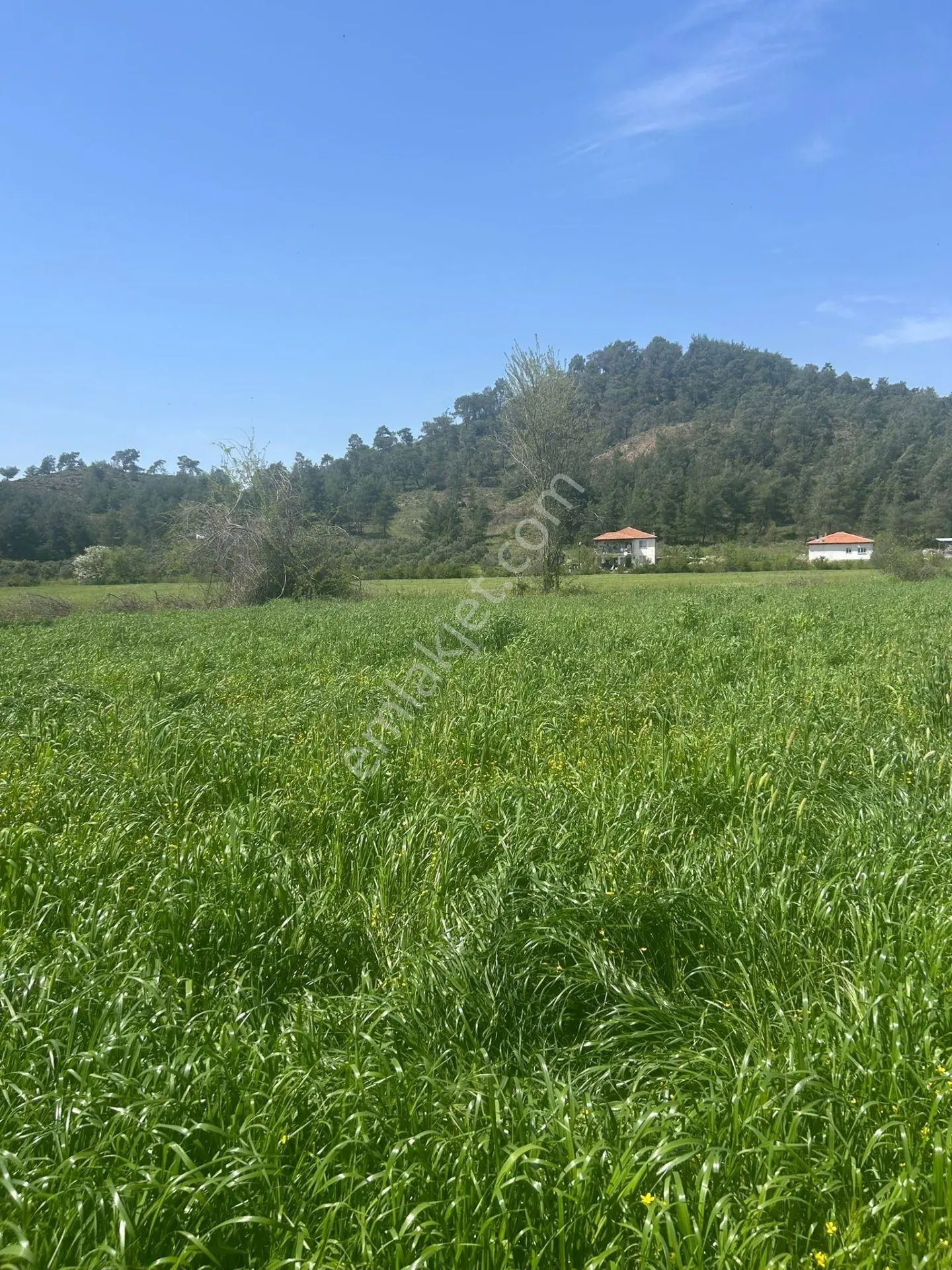 Muğla Köyceğiz Beyobası'nda 3817m² Tek Tapu Tarla - Görsel 4