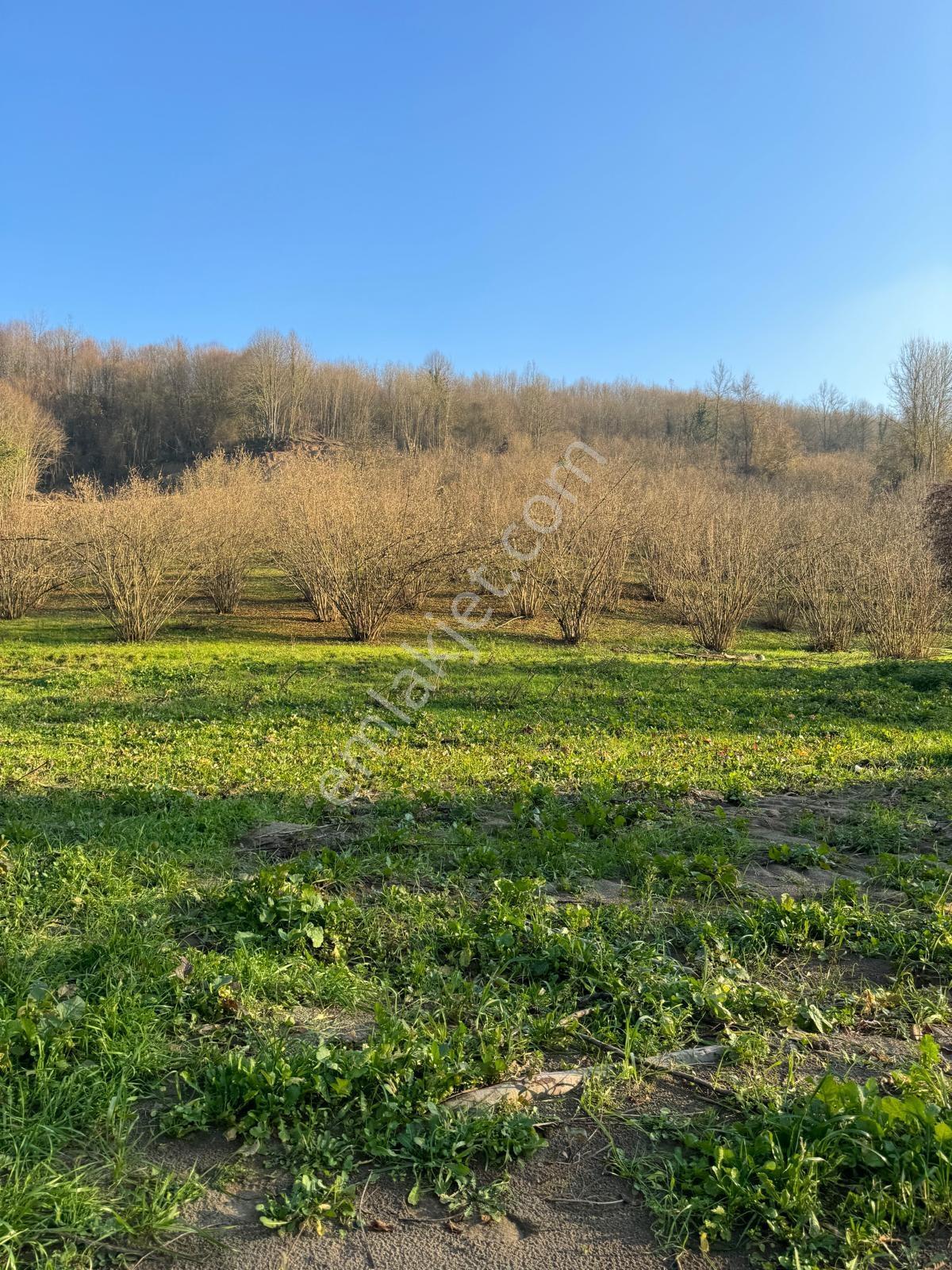350m2 Parsel Doğa İçinde, Arsa Tapulu Yuşa'dan Satılık