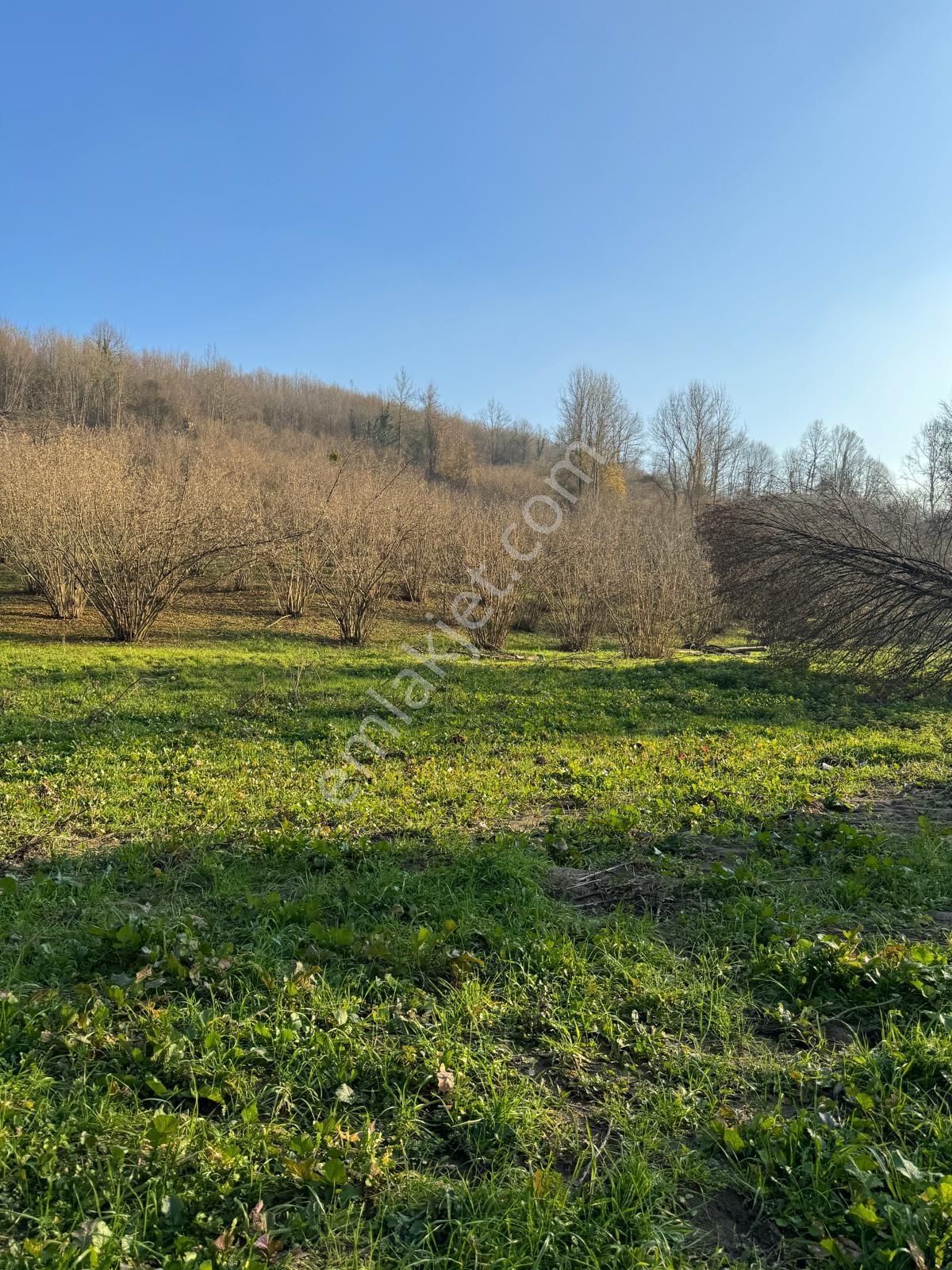 350m2 Parsel Doğa İçinde, Arsa Tapulu Yuşa'dan Satılık - Görsel 3
