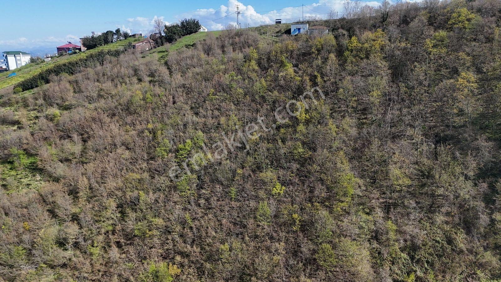 Akçaabat Yenimahallede 2.530 M² Deniz Manzaralı Satılık Arazi - Görsel 35