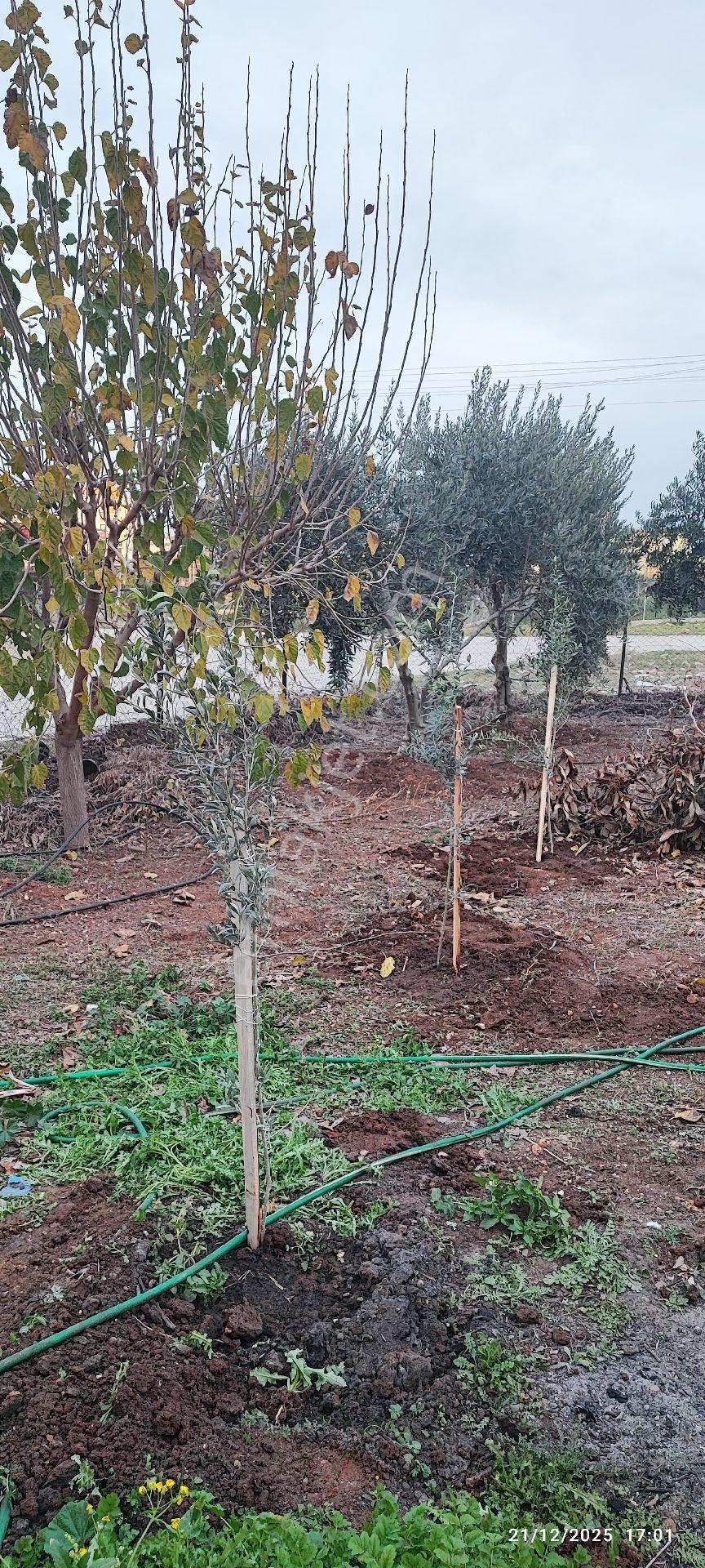 500m2 Arsa Elektriği,suyu,kanalizasyonu Bağlı,lüks Konteyner - Görsel 6