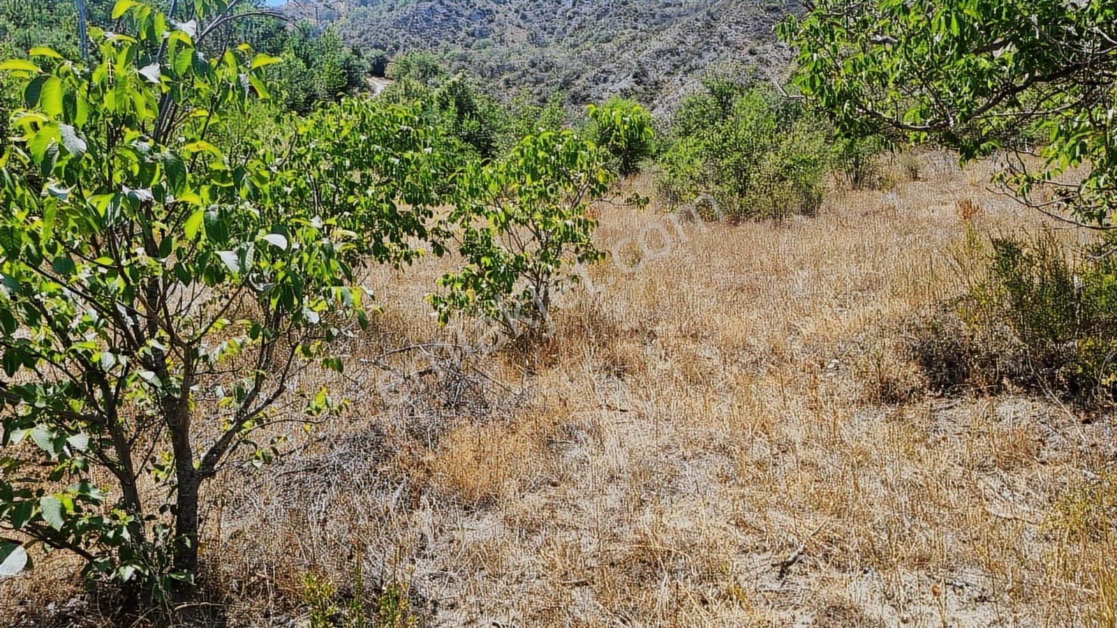 Çorum İskilip Merkezde 4900m2 Bağ Vasıflı Fırsat Arazi - Görsel 7