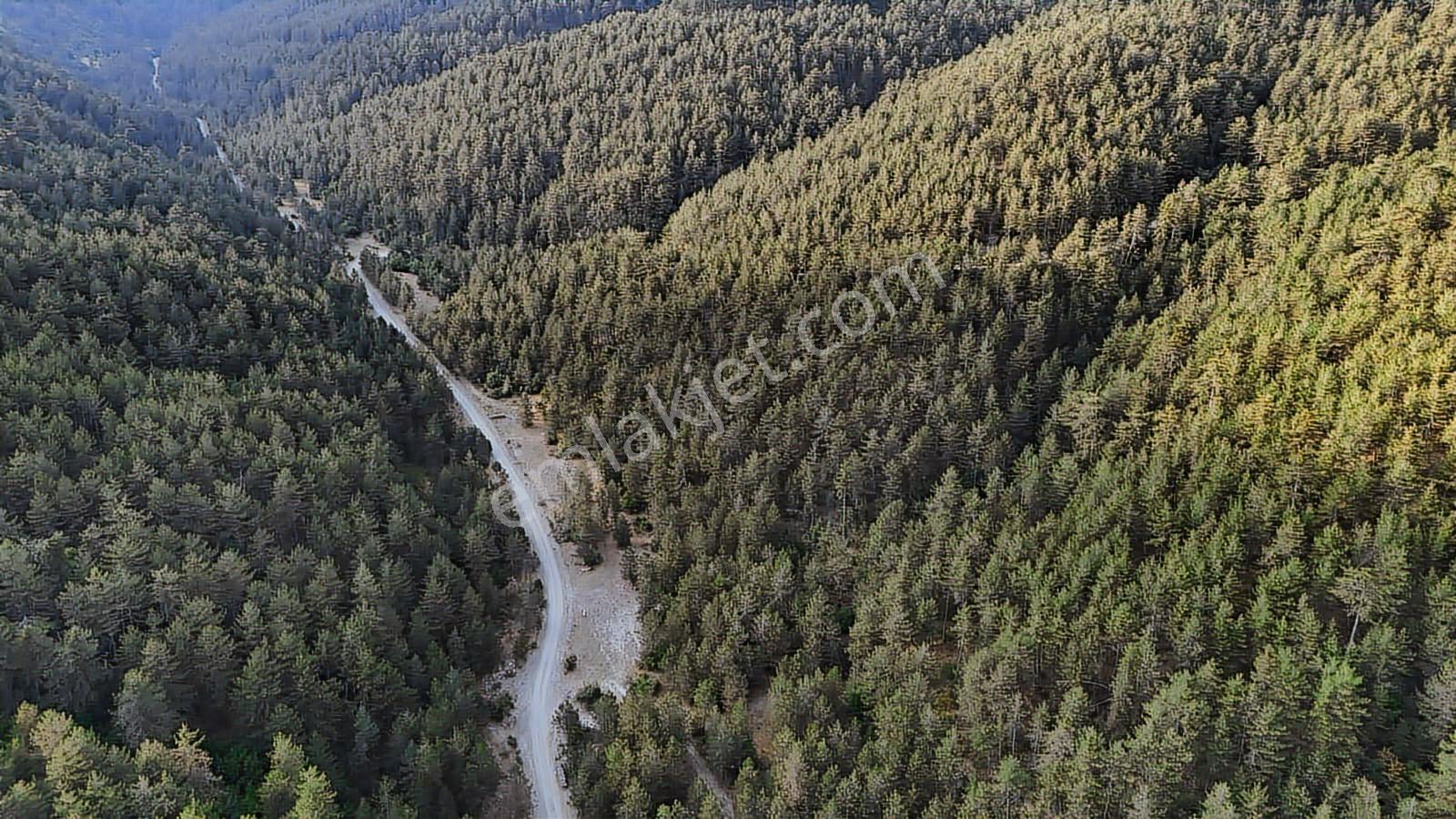 Kastamonu Daday Dereözü Köy Dibi 4018 M2 Tarım Arazisi Köye 450m - Görsel 11