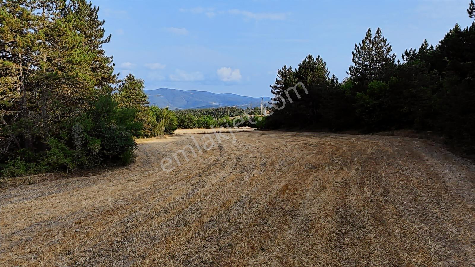 Kastamonu Daday Dereözü Köy Dibi 4018 M2 Tarım Arazisi Köye 450m - Görsel 13