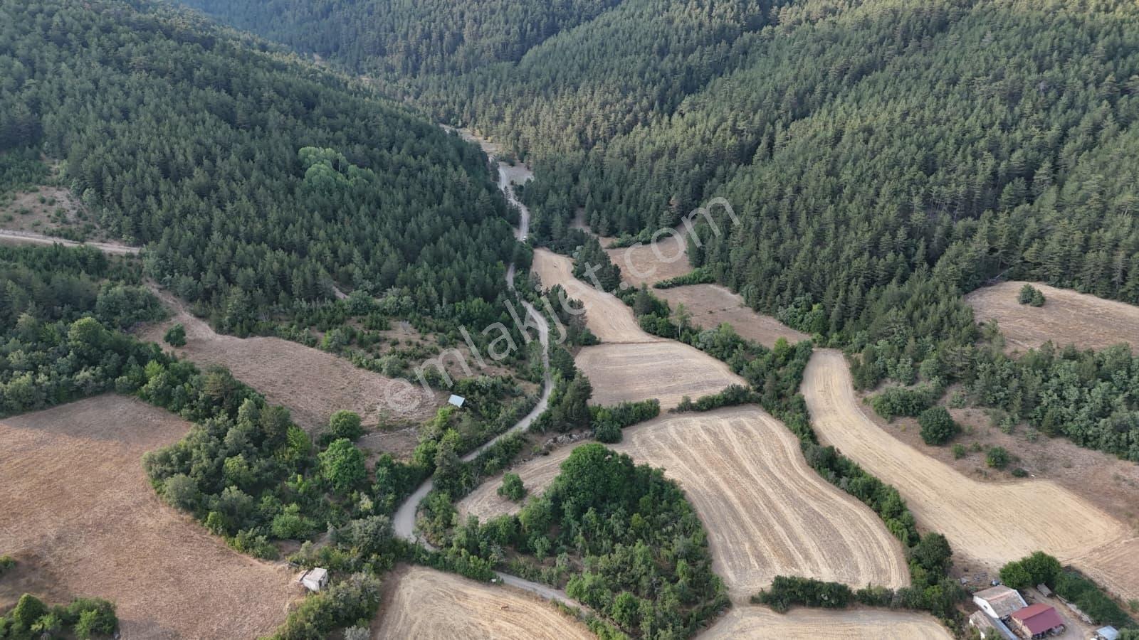 Kastamonu Daday Dereözü Köy Dibi 4018 M2 Tarım Arazisi Köye 450m - Görsel 5