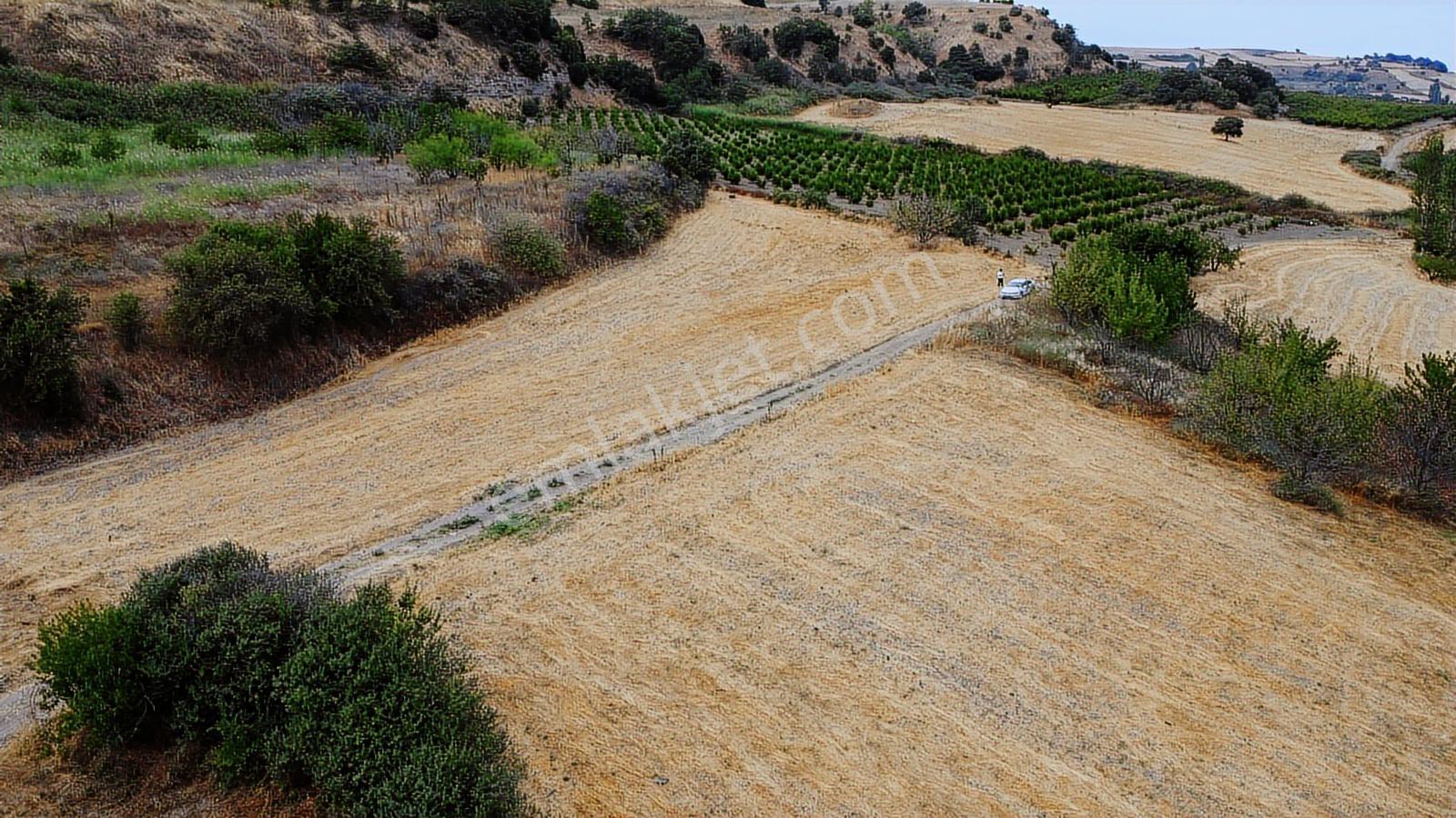Çanakkale Lapseki Subaşı 4256m2 Resmi Yola Cephe Lapsekiye 6 Km - Görsel 26
