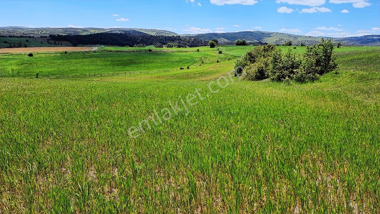 Tokat Zile Merkezhacılar Mah Resmi Yola Cepheli 13065 Metretarla - Görsel 17