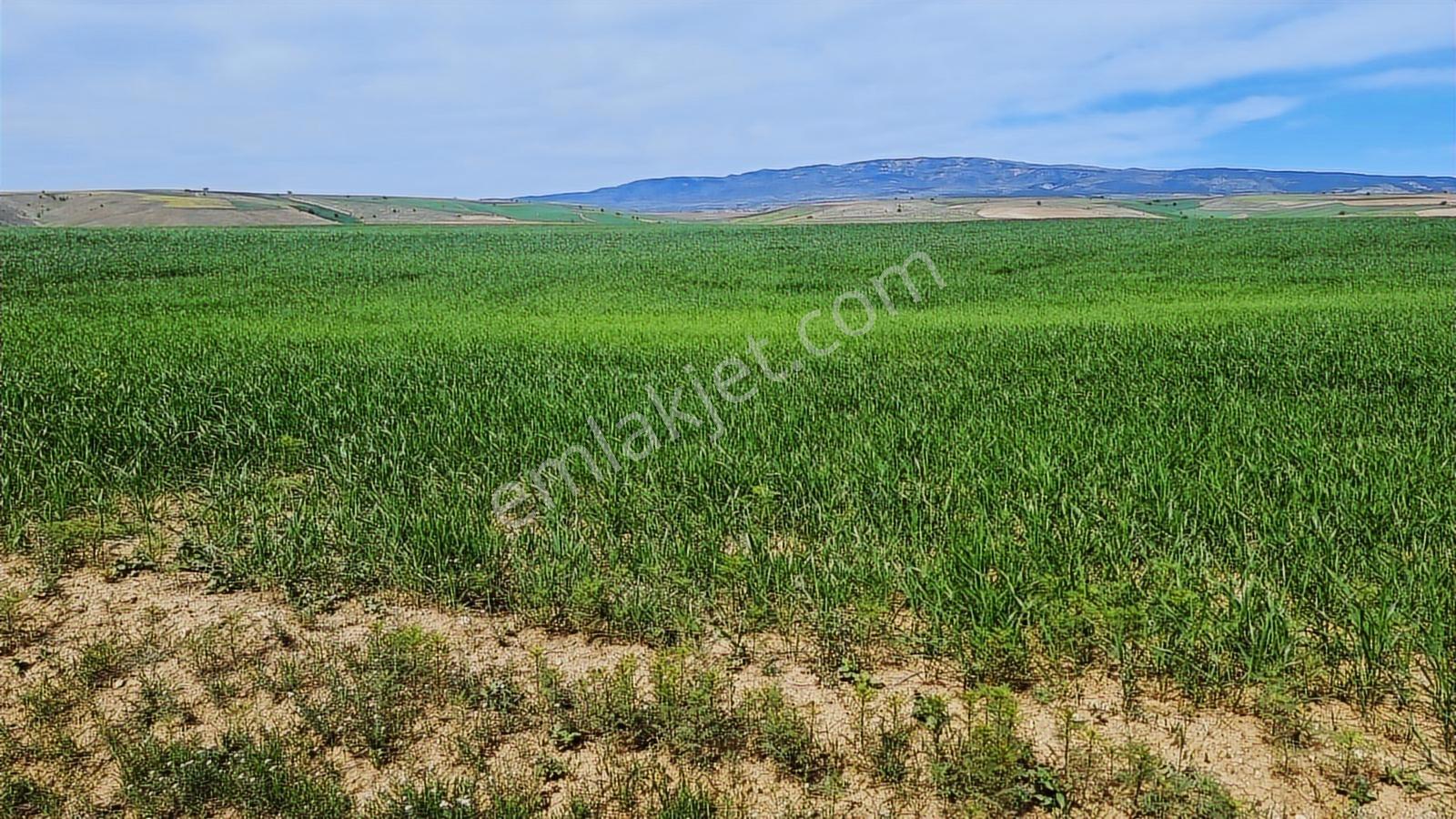 Tokat Zile Merkezhacılar Mah Resmi Yola Cepheli 13065 Metretarla - Görsel 10