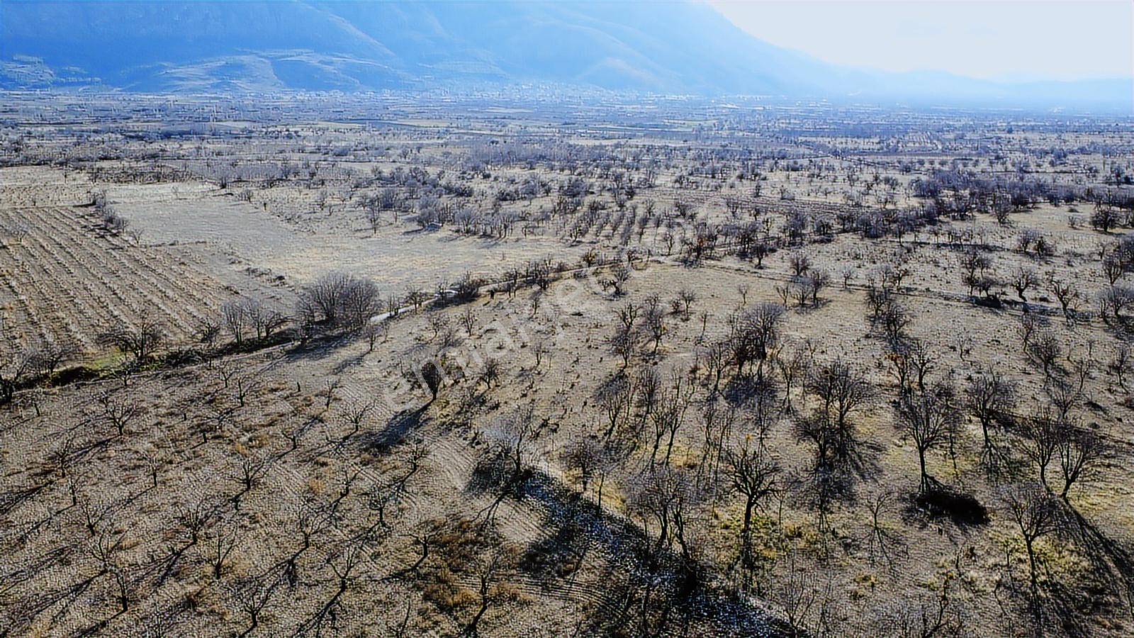 Isparta Senirkent Onaltıhaziran Mahallesinde 2029m Üzüm Bağ - Görsel 17