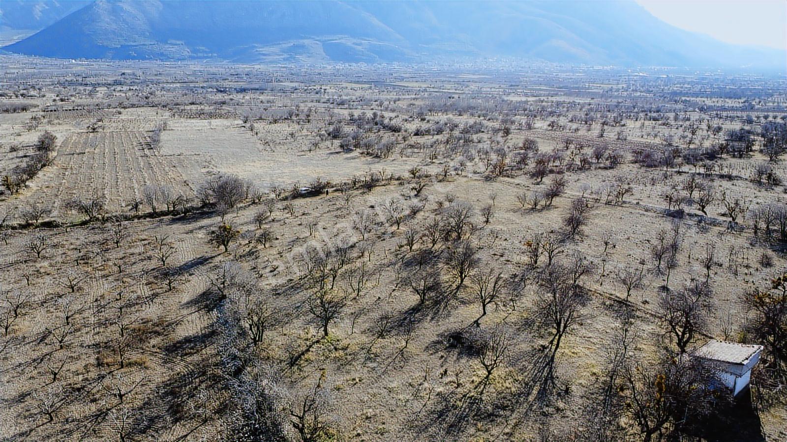 Isparta Senirkent Onaltıhaziran Mahallesinde 2029m Üzüm Bağ - Görsel 34
