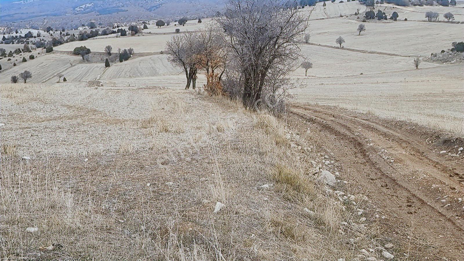 Kütahya Merkez Göçeri Köyü 5830 Metre Tarla - Görsel 5