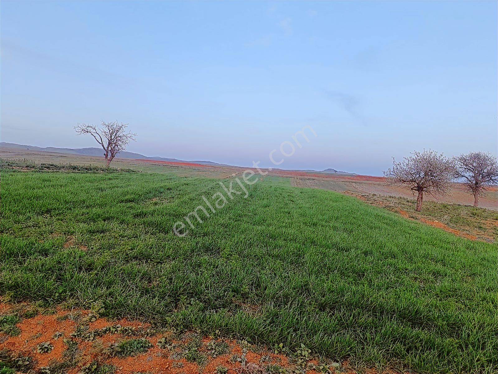Afyon Merkez Çıkrık Beldesi Resmi Yola Cepheli 5991 Metre Tarla - Görsel 3
