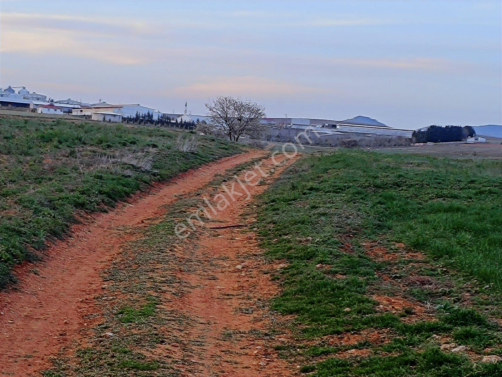 Afyon Merkez Çıkrık Beldesi Resmi Yola Cepheli 5991 Metre Tarla - Görsel 7