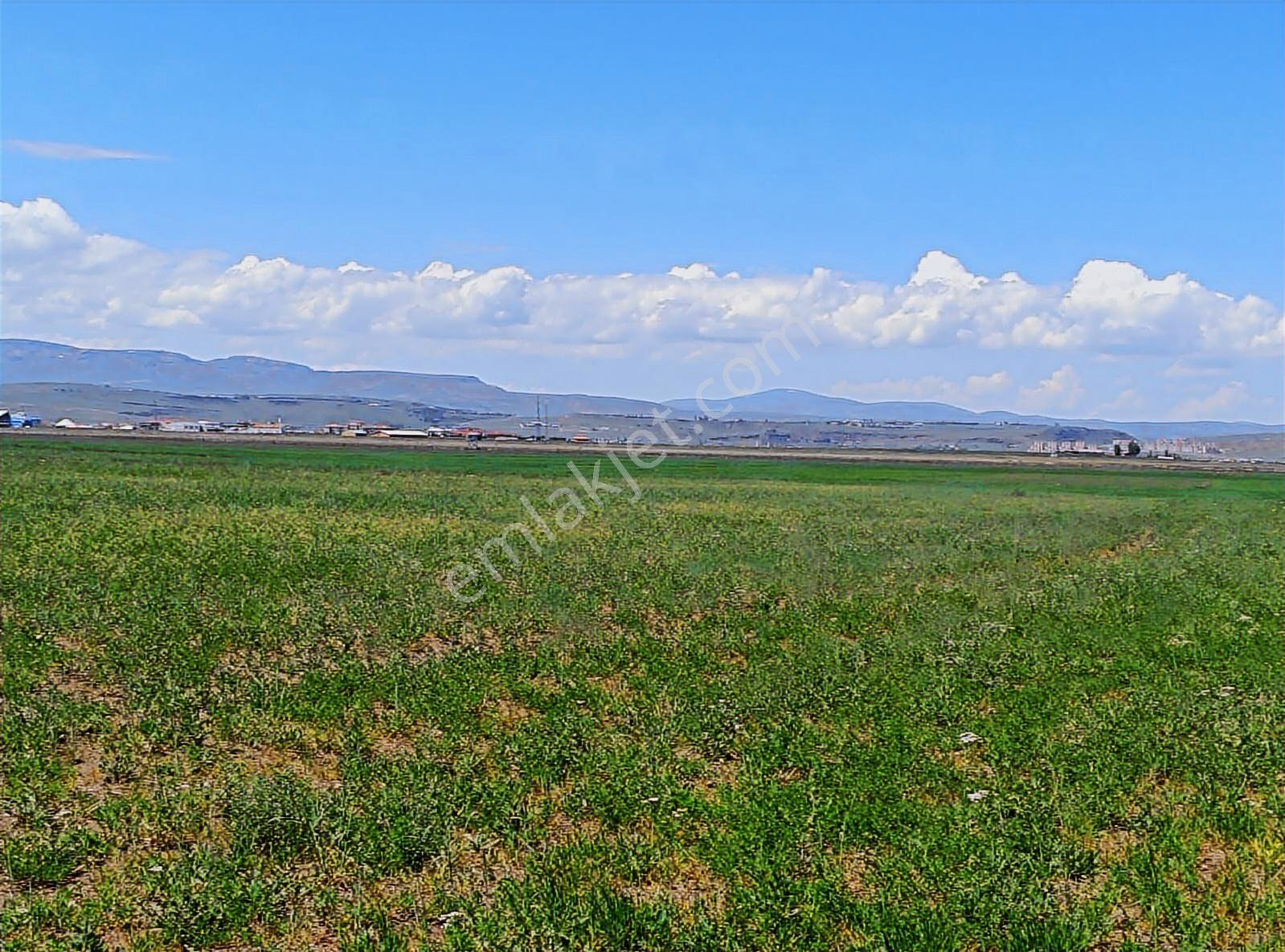Kars Merkez Büyükboğatepe Köyü Resmi Yola Cepe49000 Metre Tarla - Görsel 5