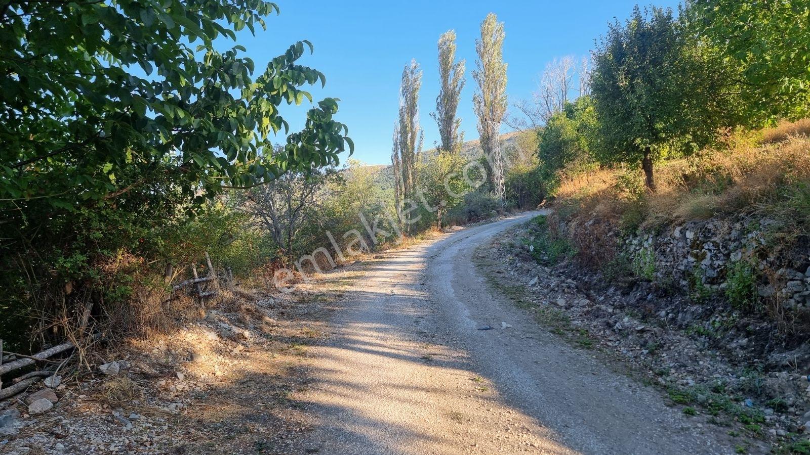 Çankırı Çerkeş Avşar Köy Dibi Bahçe 1562m2 - Görsel 3