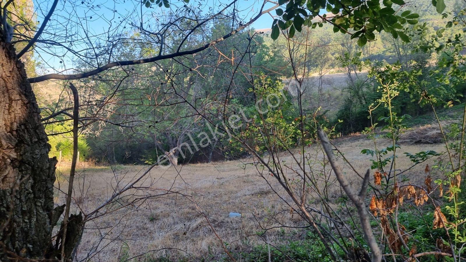 Çankırı Çerkeş Avşar Köy Dibi Bahçe 1562m2 - Görsel 6