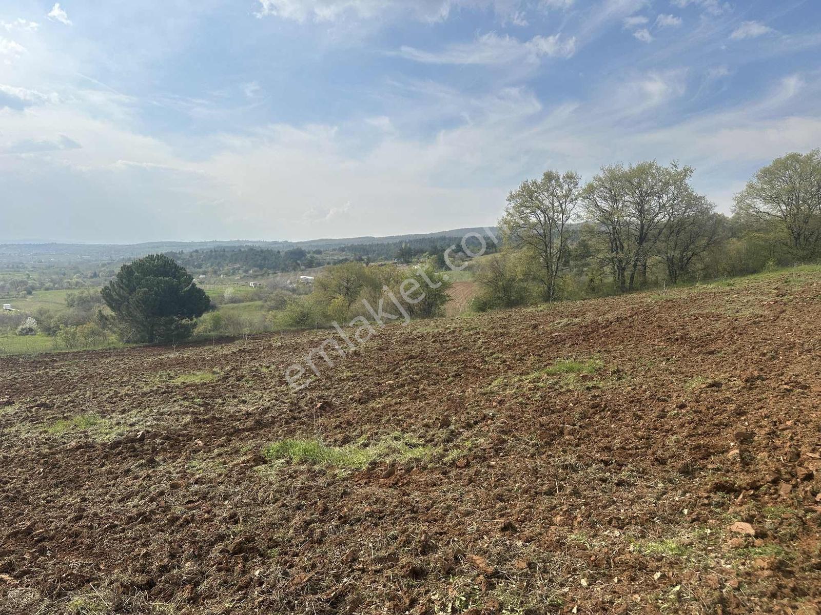 Küçükyenice'de Satılık 2800m2 Tek Tapu Ceviz Ekili Manzaralı - Görsel 4