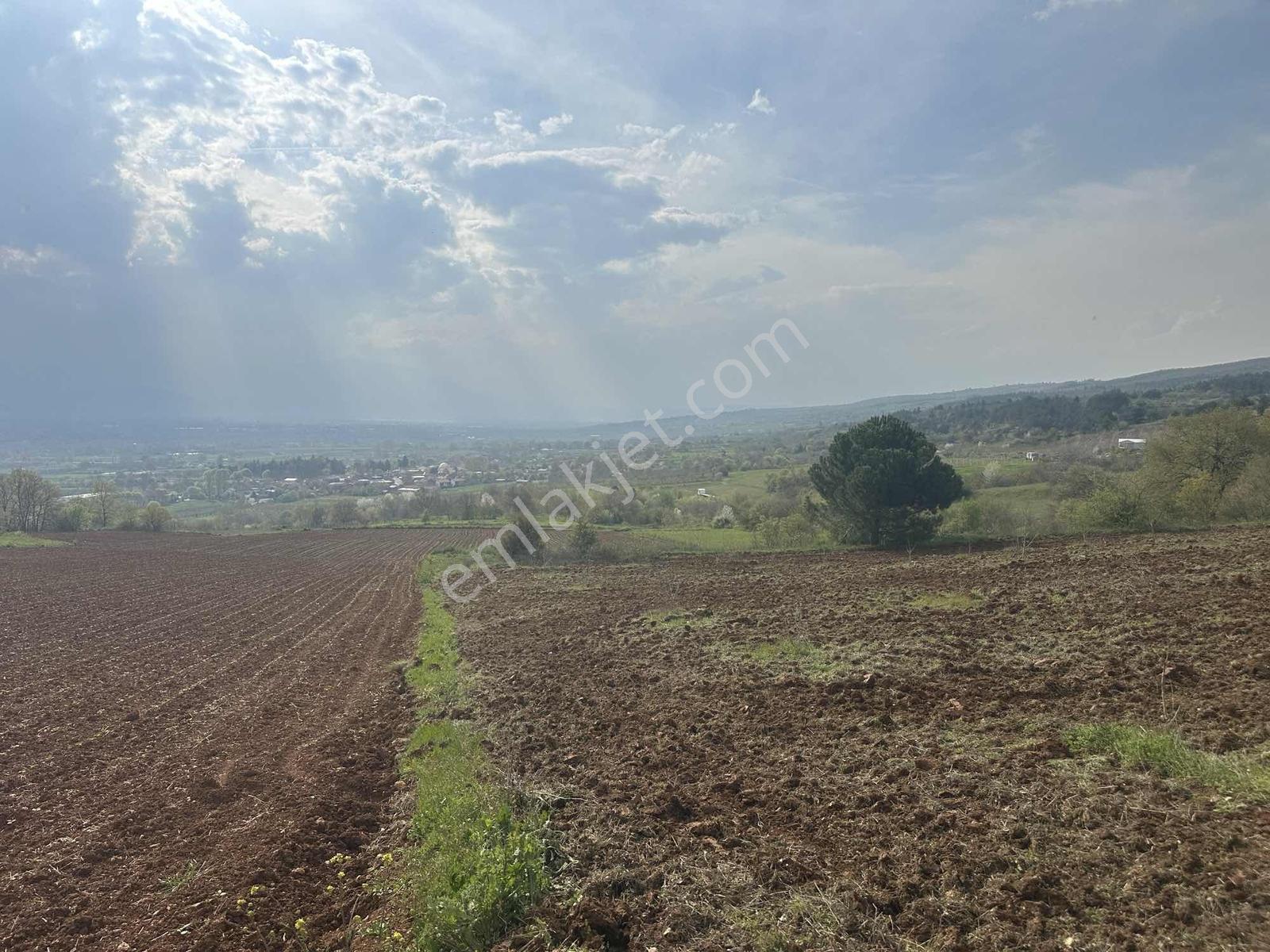 Küçükyenice'de Satılık 2800m2 Tek Tapu Ceviz Ekili Manzaralı - Görsel 14