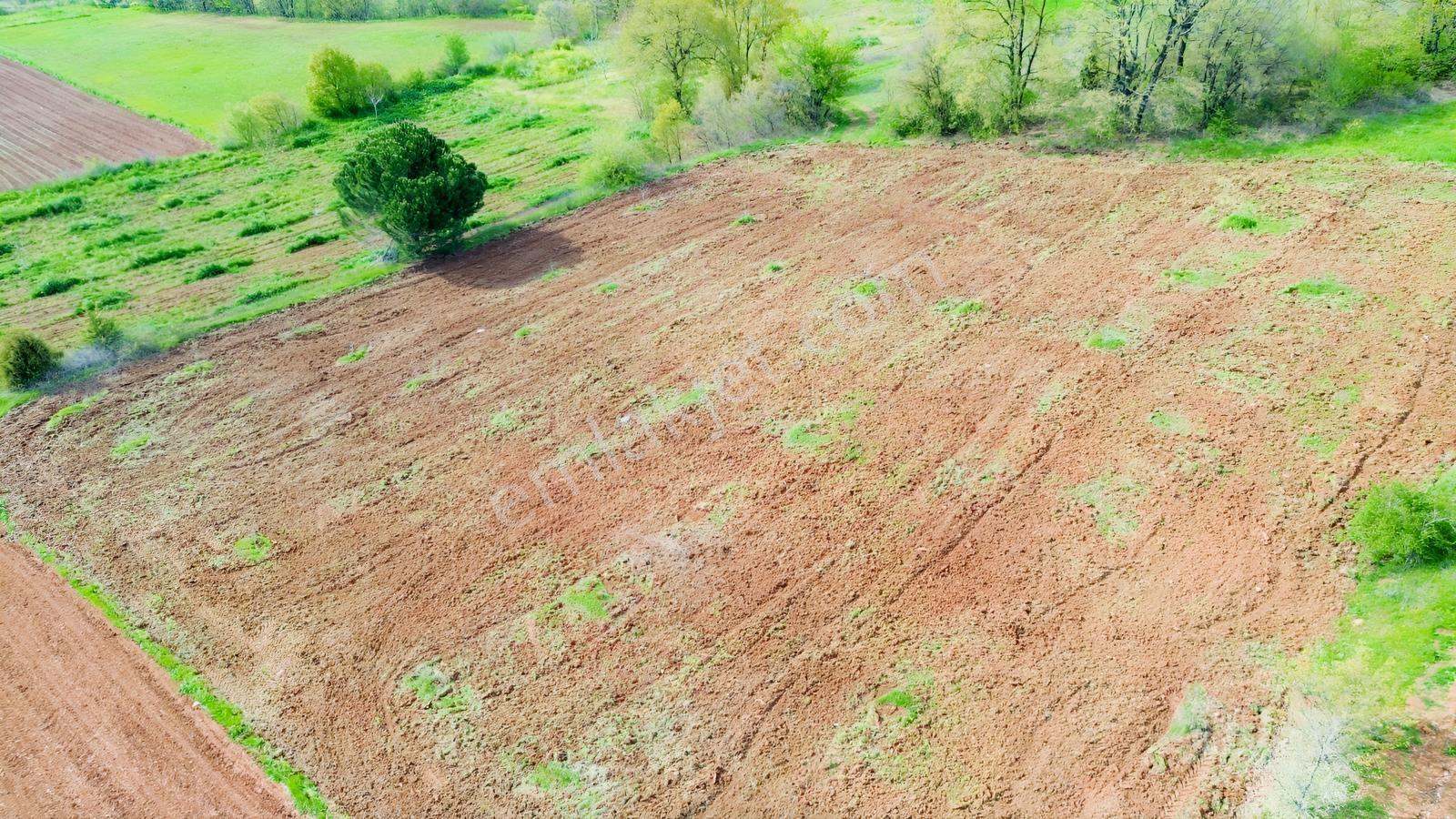 Küçükyenice'de Satılık 2800m2 Tek Tapu Ceviz Ekili Manzaralı - Görsel 5