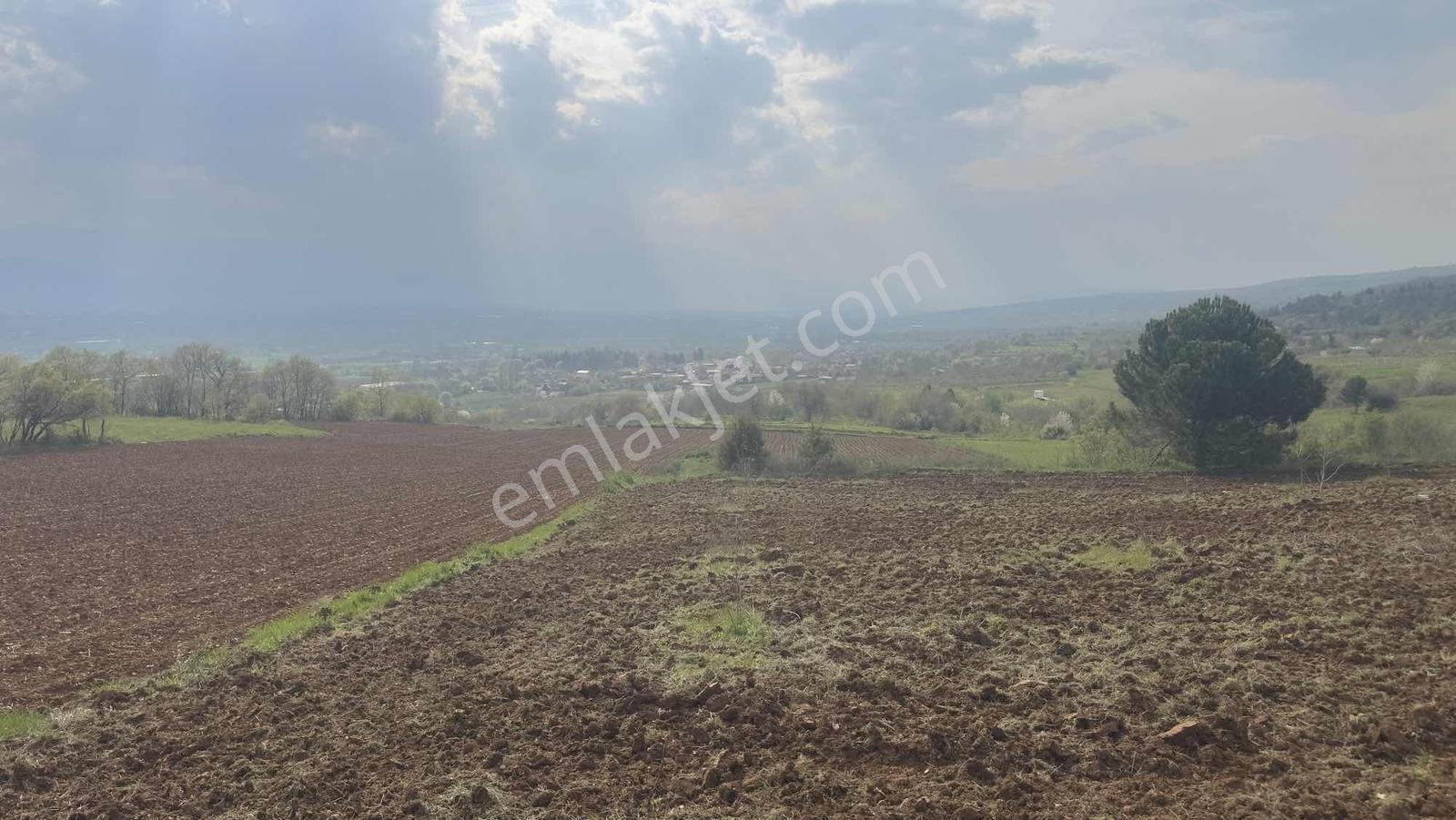 Küçükyenice'de Satılık 2800m2 Tek Tapu Ceviz Ekili Manzaralı