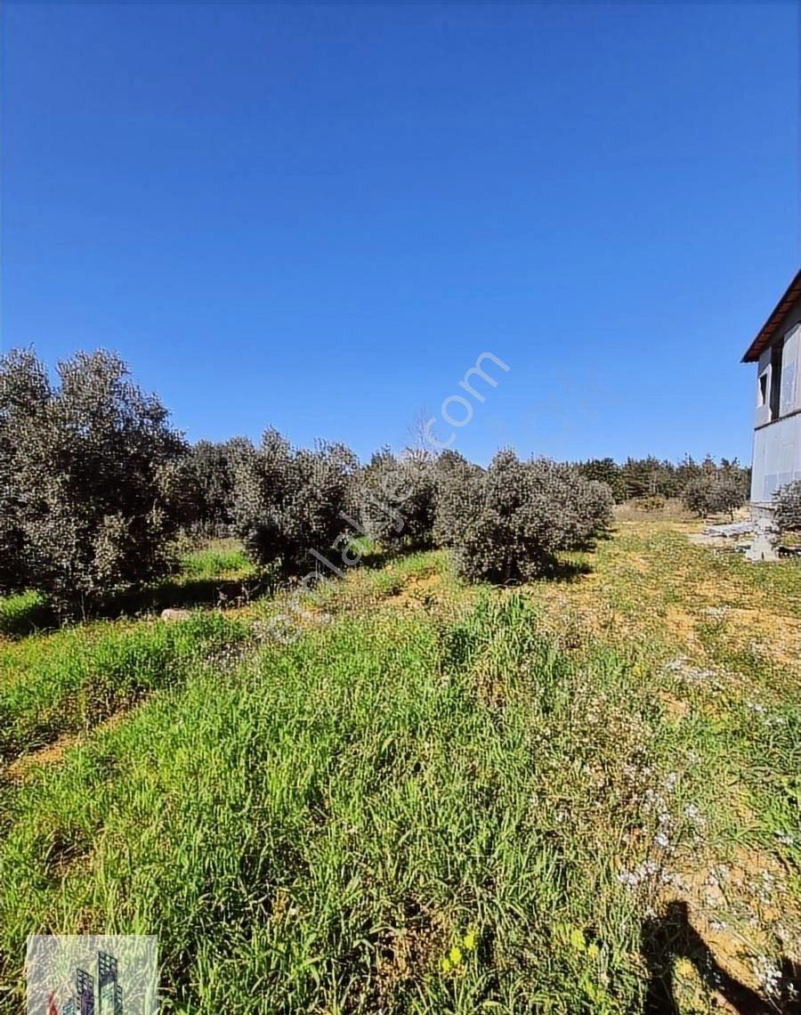 Tek Tapu Zeytin Bahçeli Arsa - Görsel 4