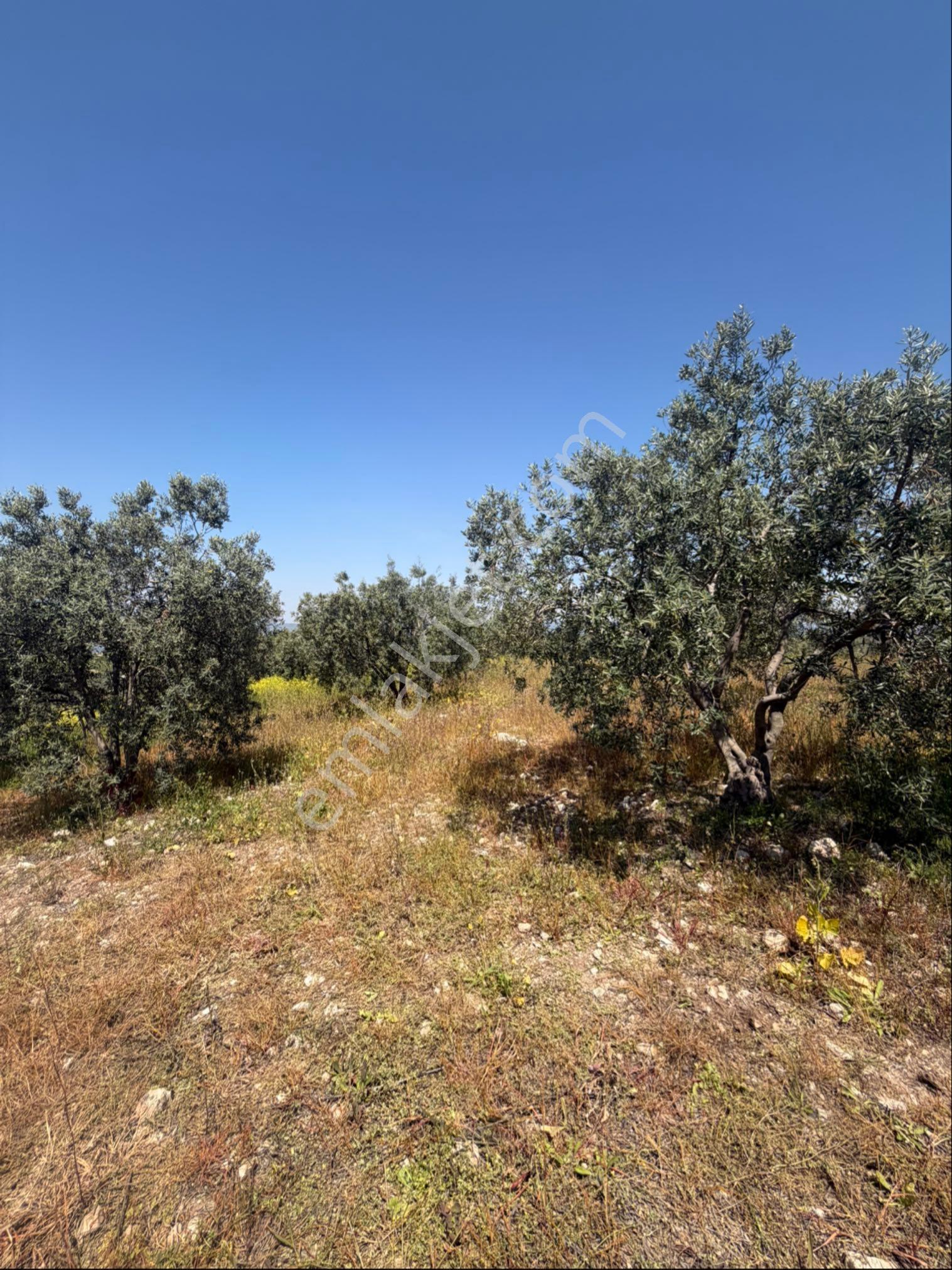 Manisa Salihli Tekelioğlu 19.000m2 Satılık Zeytinlik
