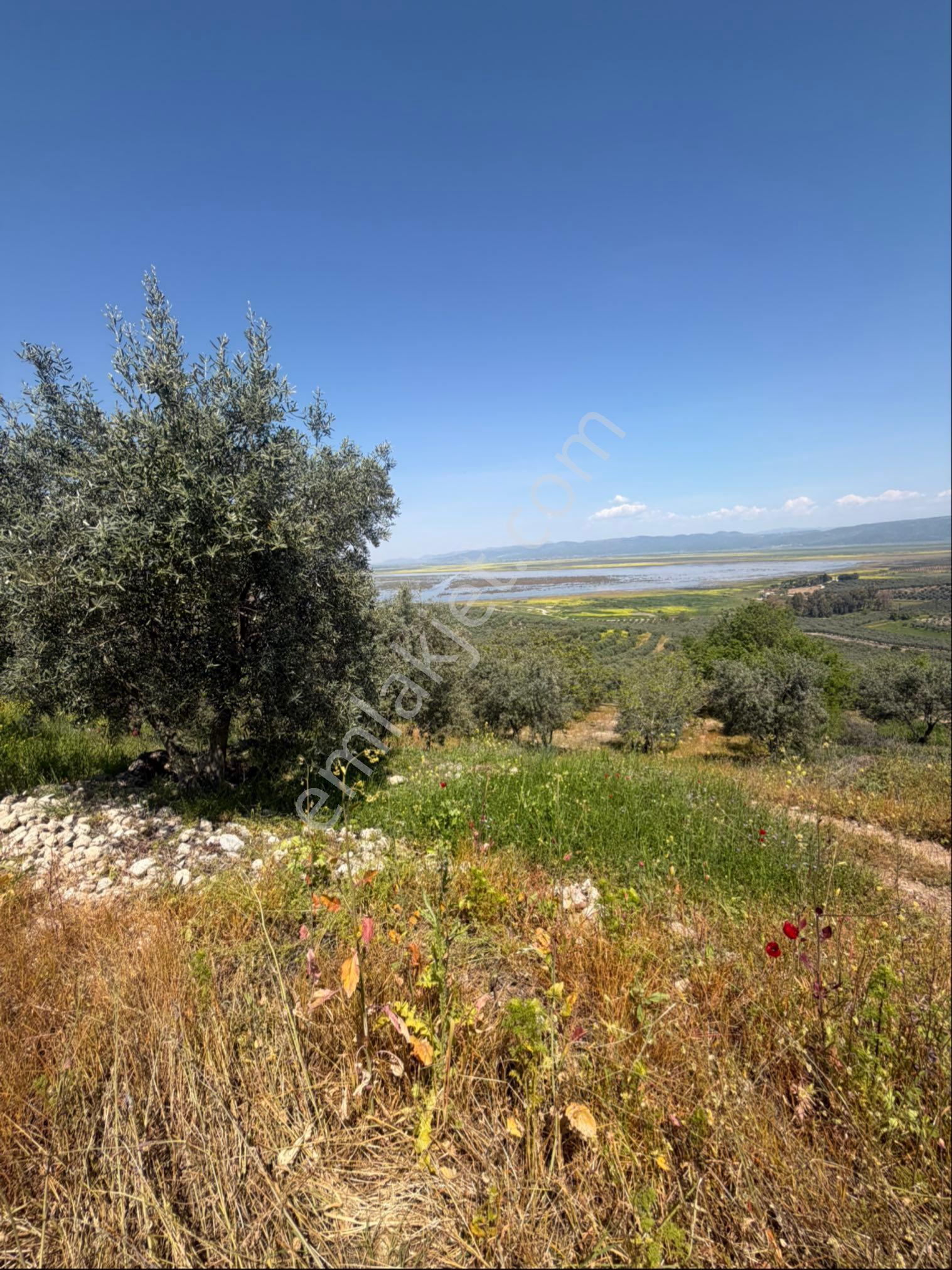 Manisa Salihli Tekelioğlu 19.000m2 Satılık Zeytinlik - Görsel 35