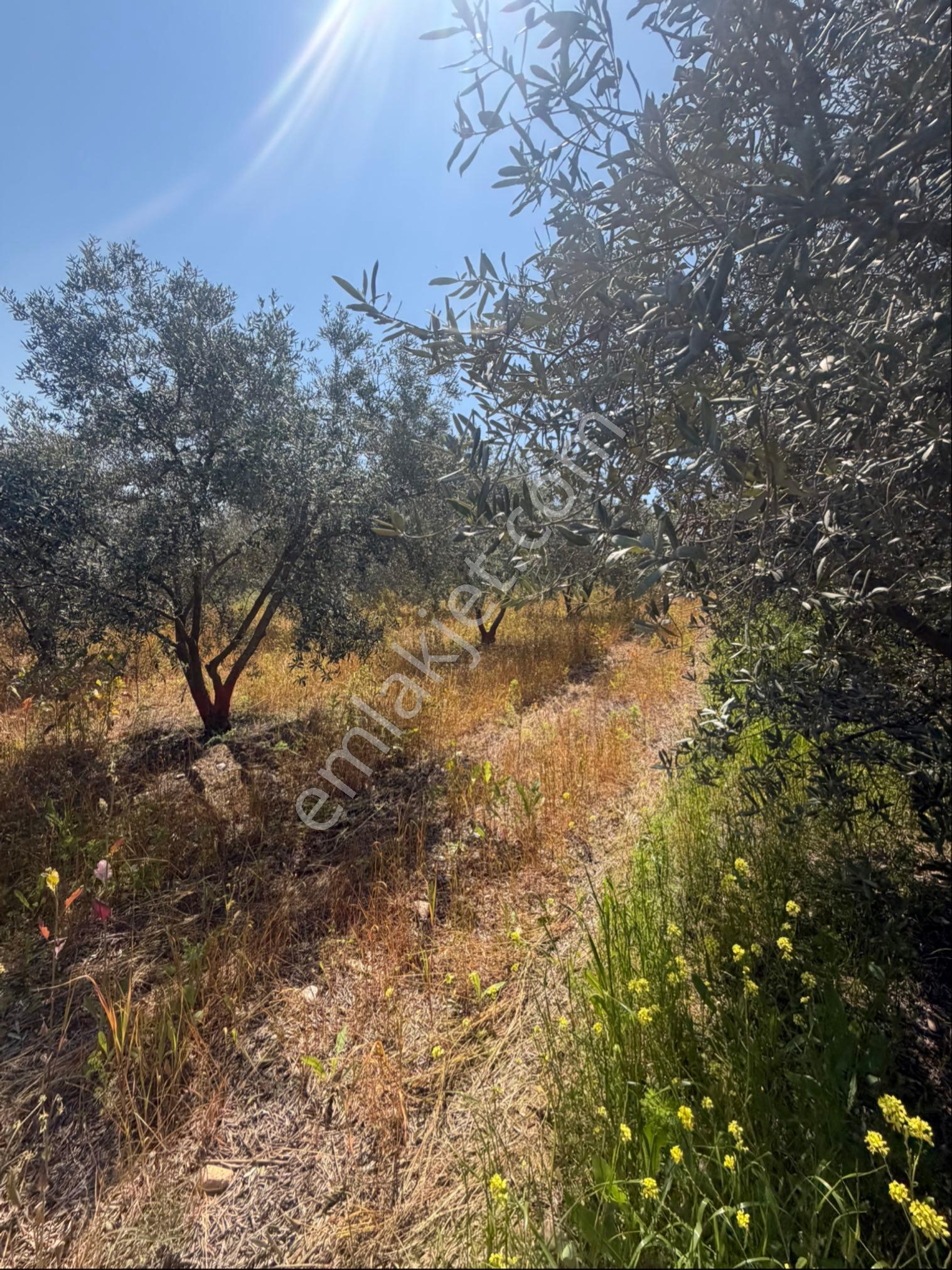 Manisa Salihli Tekelioğlu 19.000m2 Satılık Zeytinlik - Görsel 28