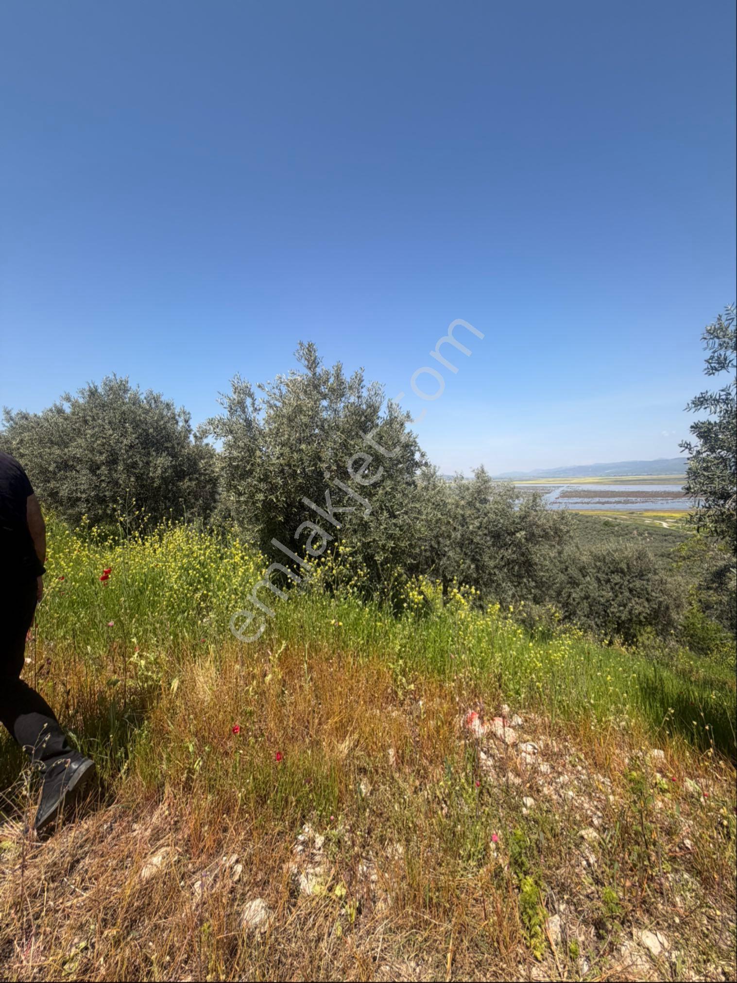 Manisa Salihli Tekelioğlu 19.000m2 Satılık Zeytinlik - Görsel 3