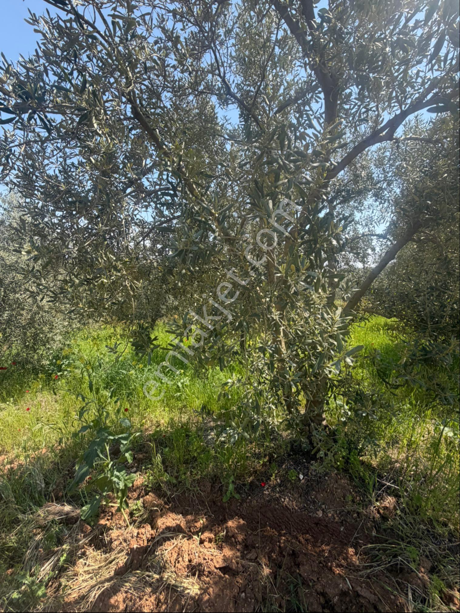 Manisa Salihli Tekelioğlu 19.000m2 Satılık Zeytinlik - Görsel 14