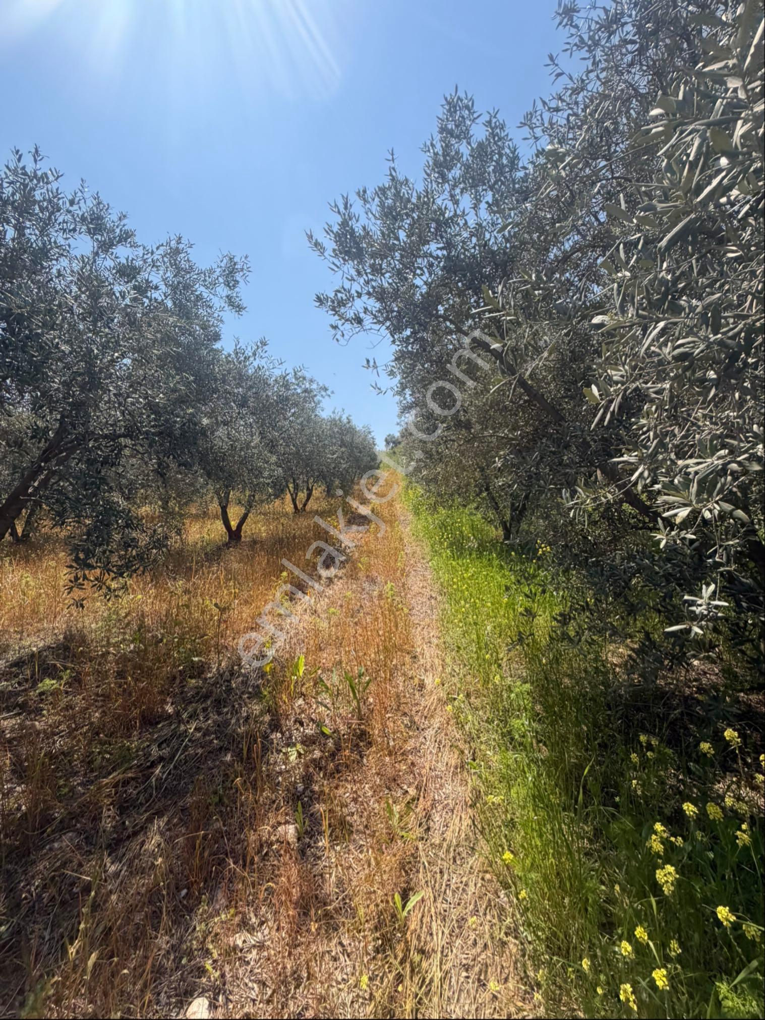 Manisa Salihli Tekelioğlu 19.000m2 Satılık Zeytinlik - Görsel 11