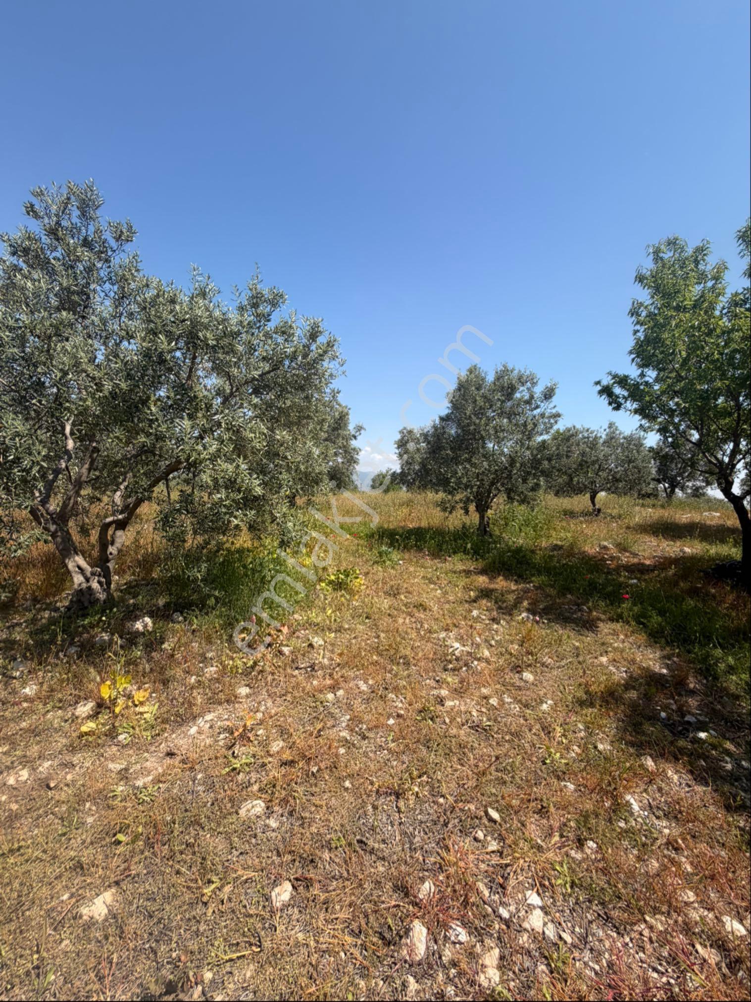 Manisa Salihli Tekelioğlu 19.000m2 Satılık Zeytinlik - Görsel 30